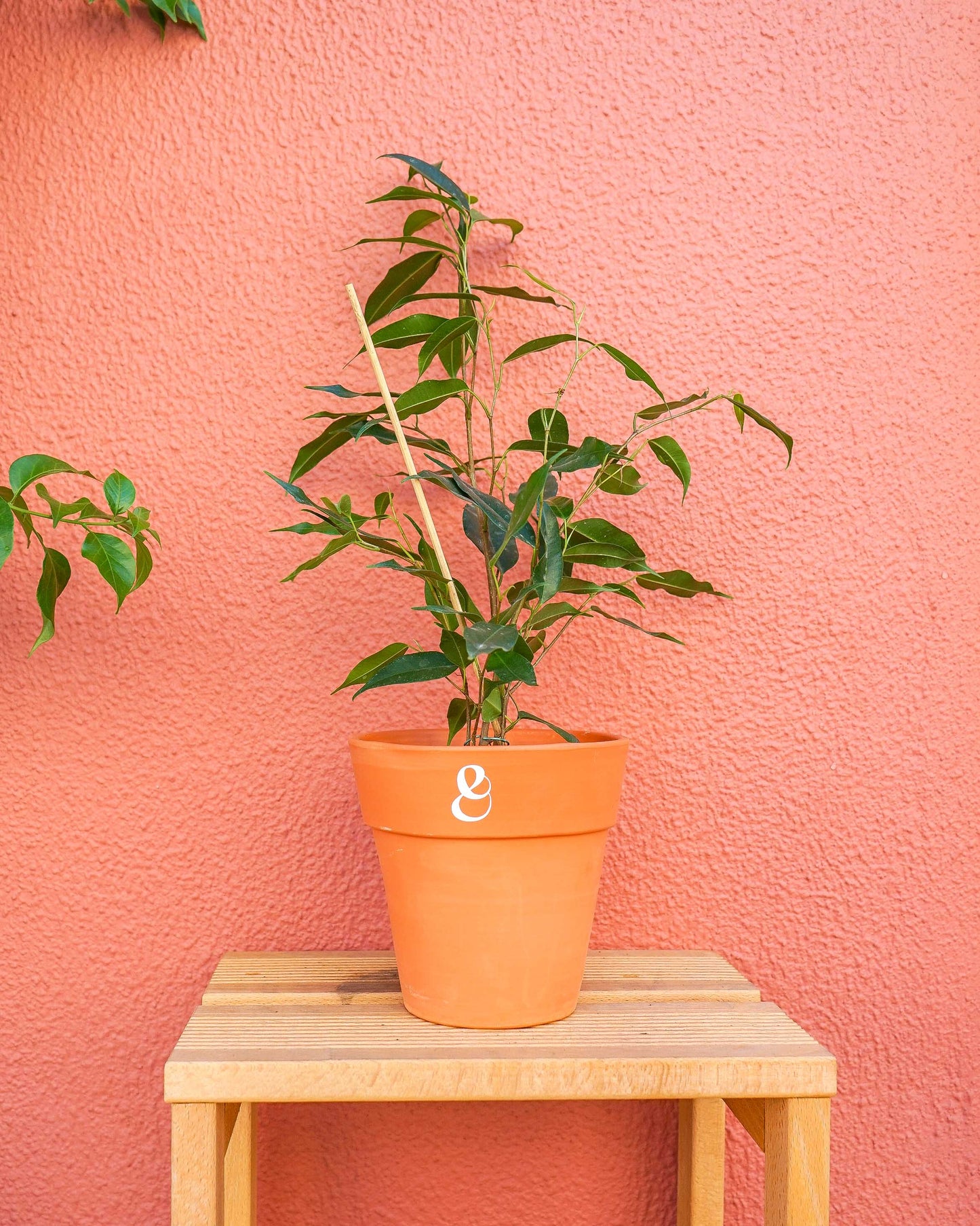 planta de interior, ficus Benjamina, da empresa especializada em garden design e plant styling, curae Edit alt text