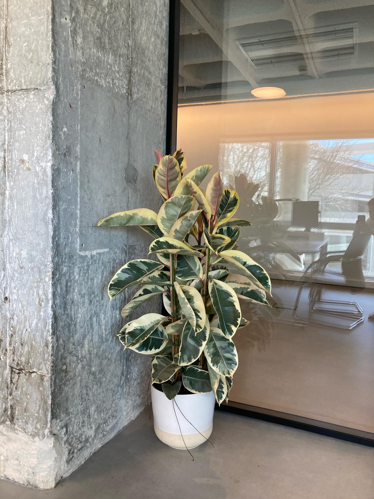 Escritório da Gesto Energia / Algés