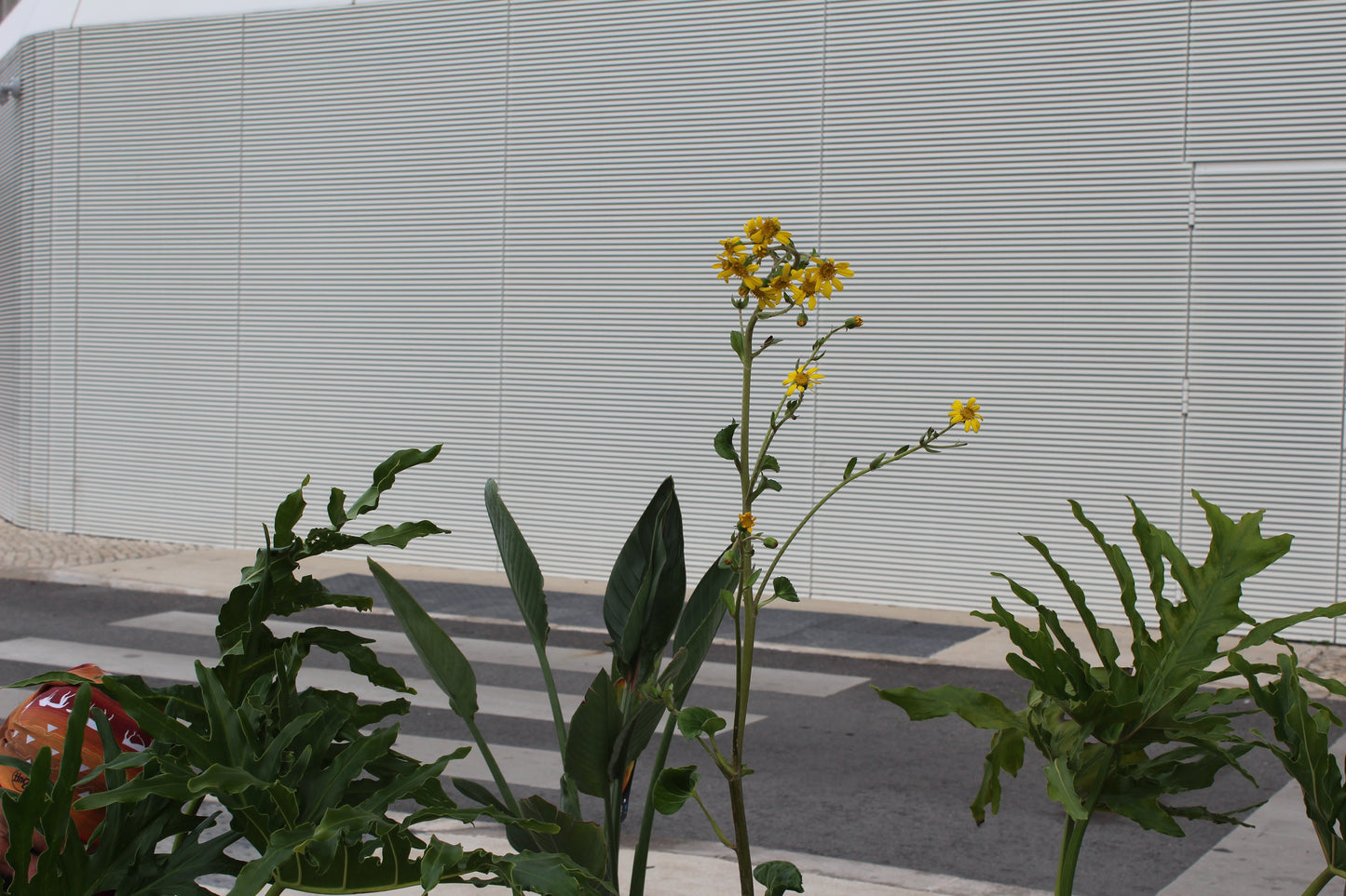 Tropical Clean & Minimalista / Sete Rios