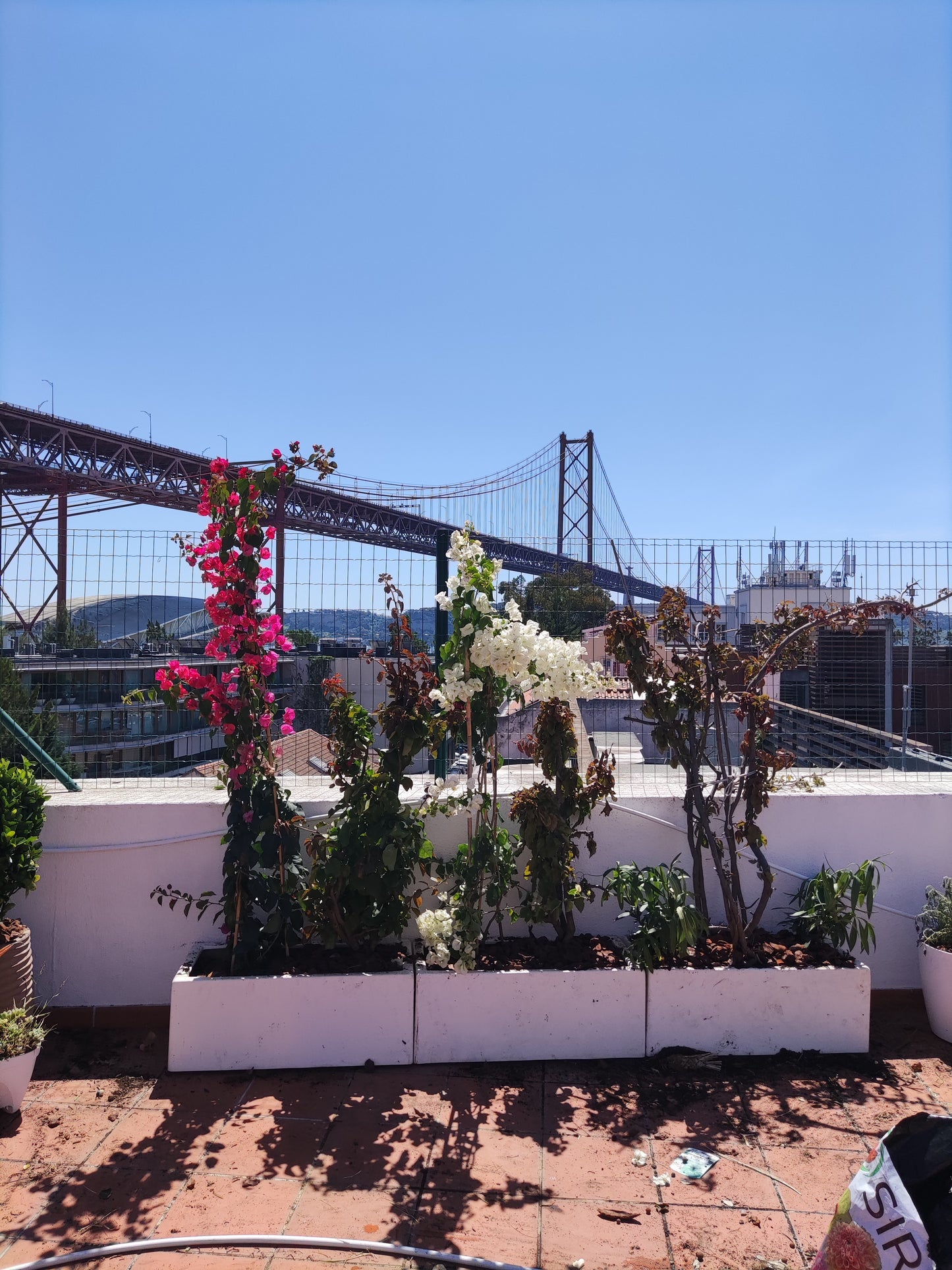 Reaproveitar Plantas em Terraço / Alcântara