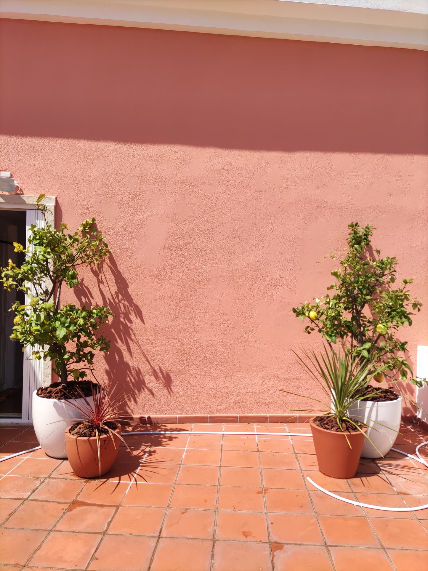 Reaproveitar Plantas em Terraço / Alcântara