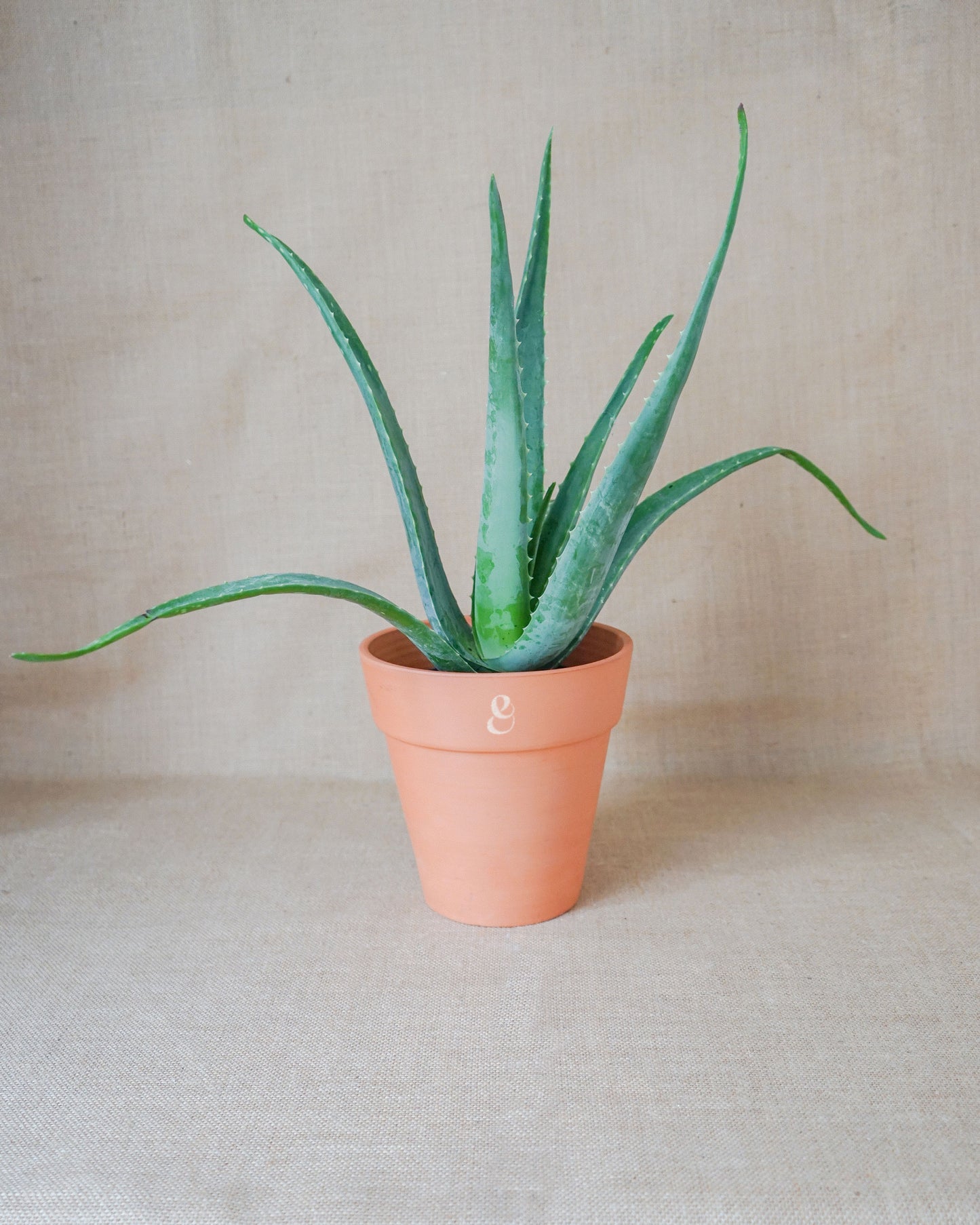 aloe vera em vaso de barro da loja de plantas em lisboa, curae