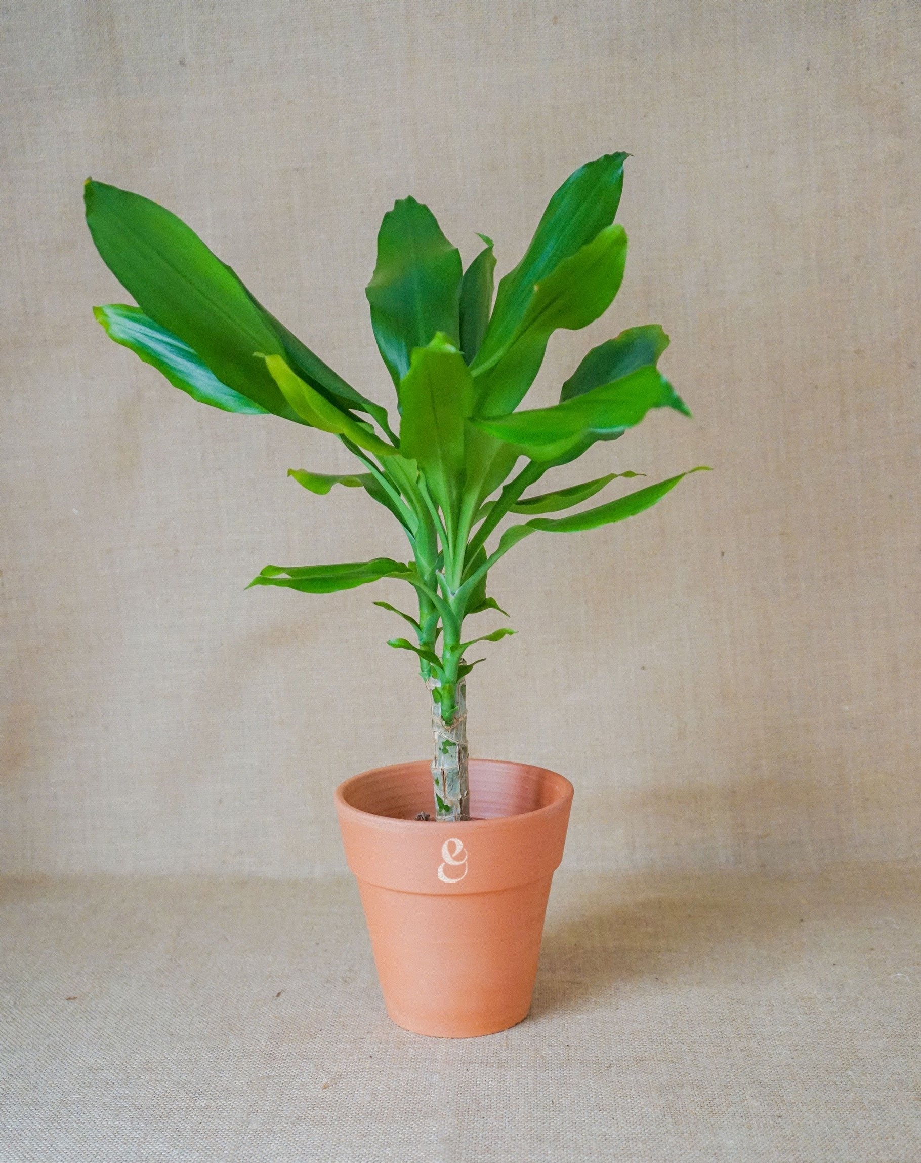 dracaena luz Dracaena Fragans