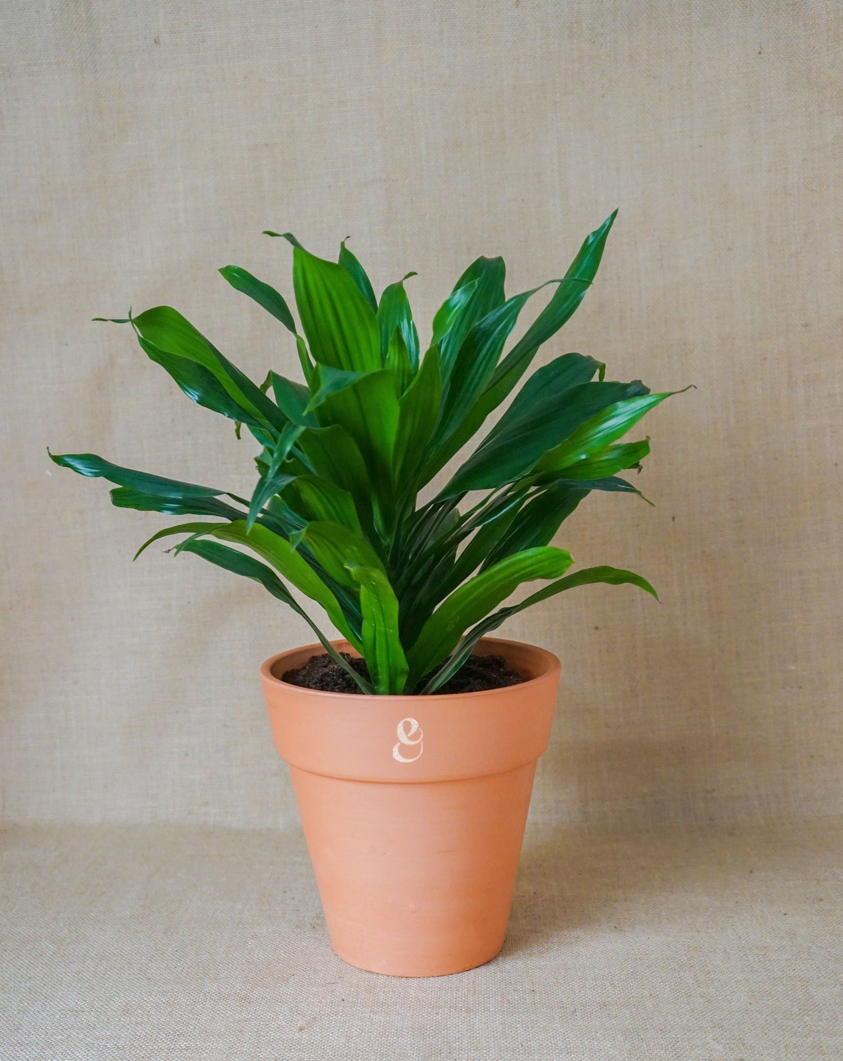 planta dracaena compacta Dracaena Compacta