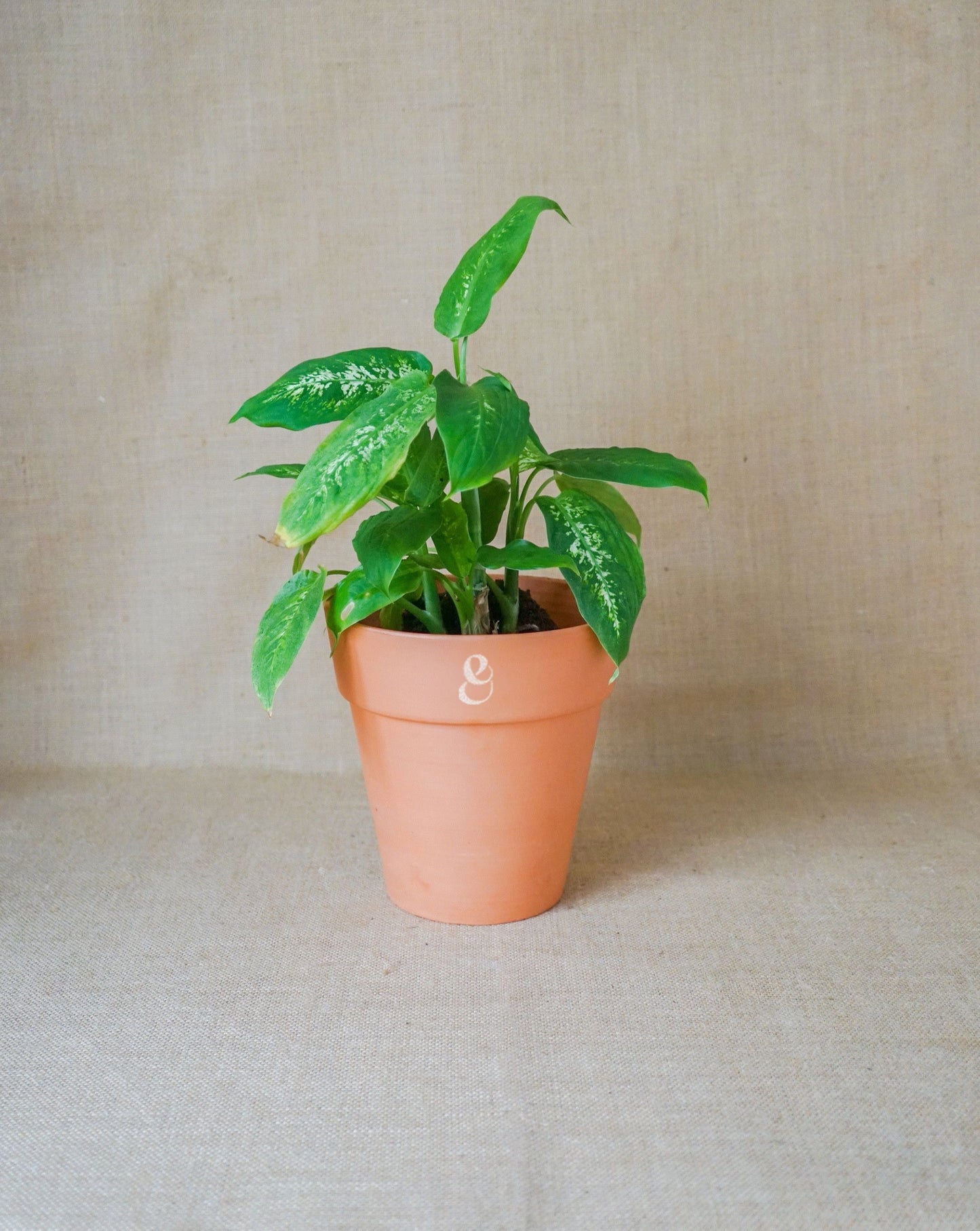 conjunto de plantas de interior, benefícios das plantas para a saúde mental, aloe vera, lírio da paz, comigo ninguém pode e sansevieria