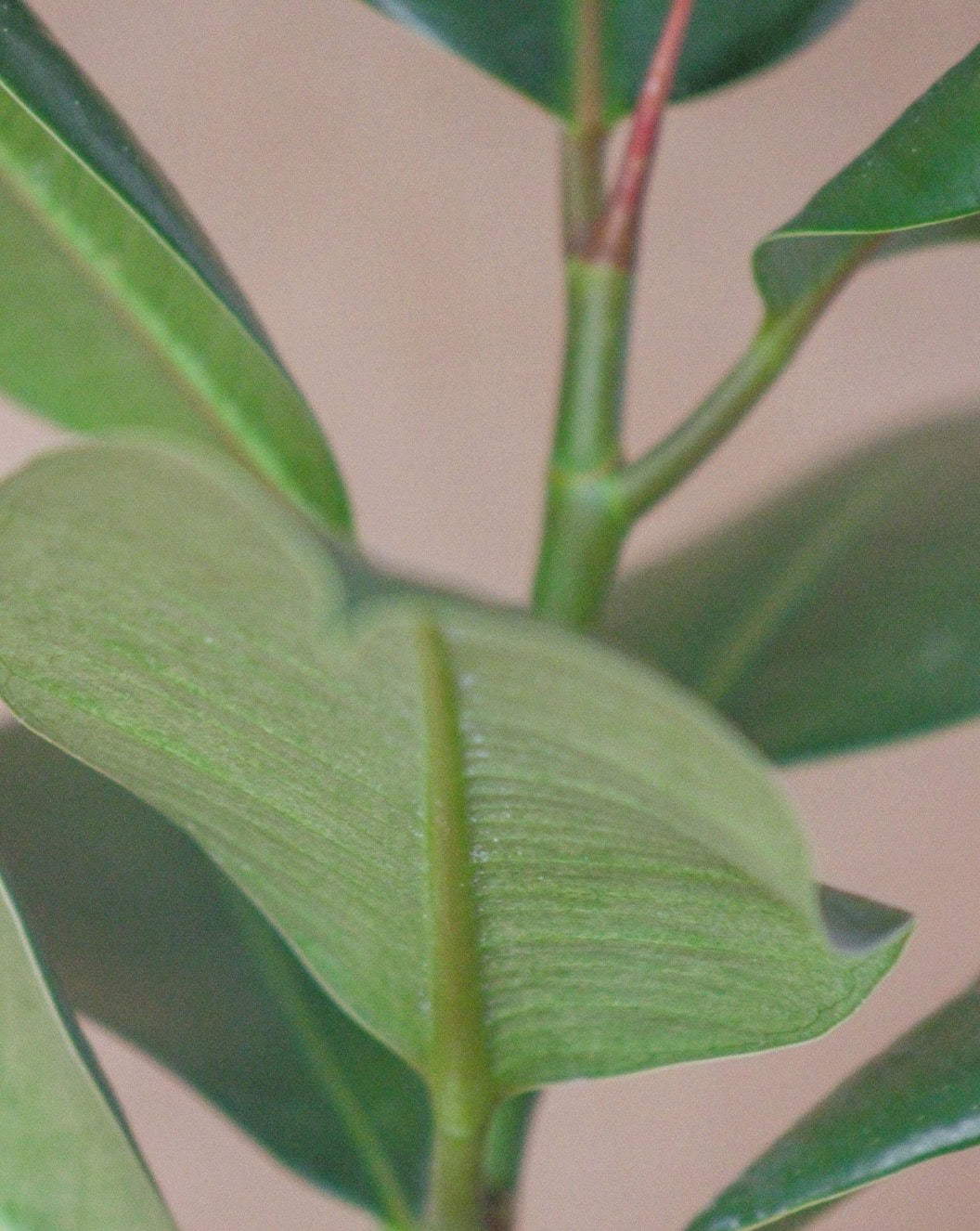 Ficus, árvore da borracha, em vaso de barro, da loja de plantas e arquitetura paisagista, curae Edit alt text