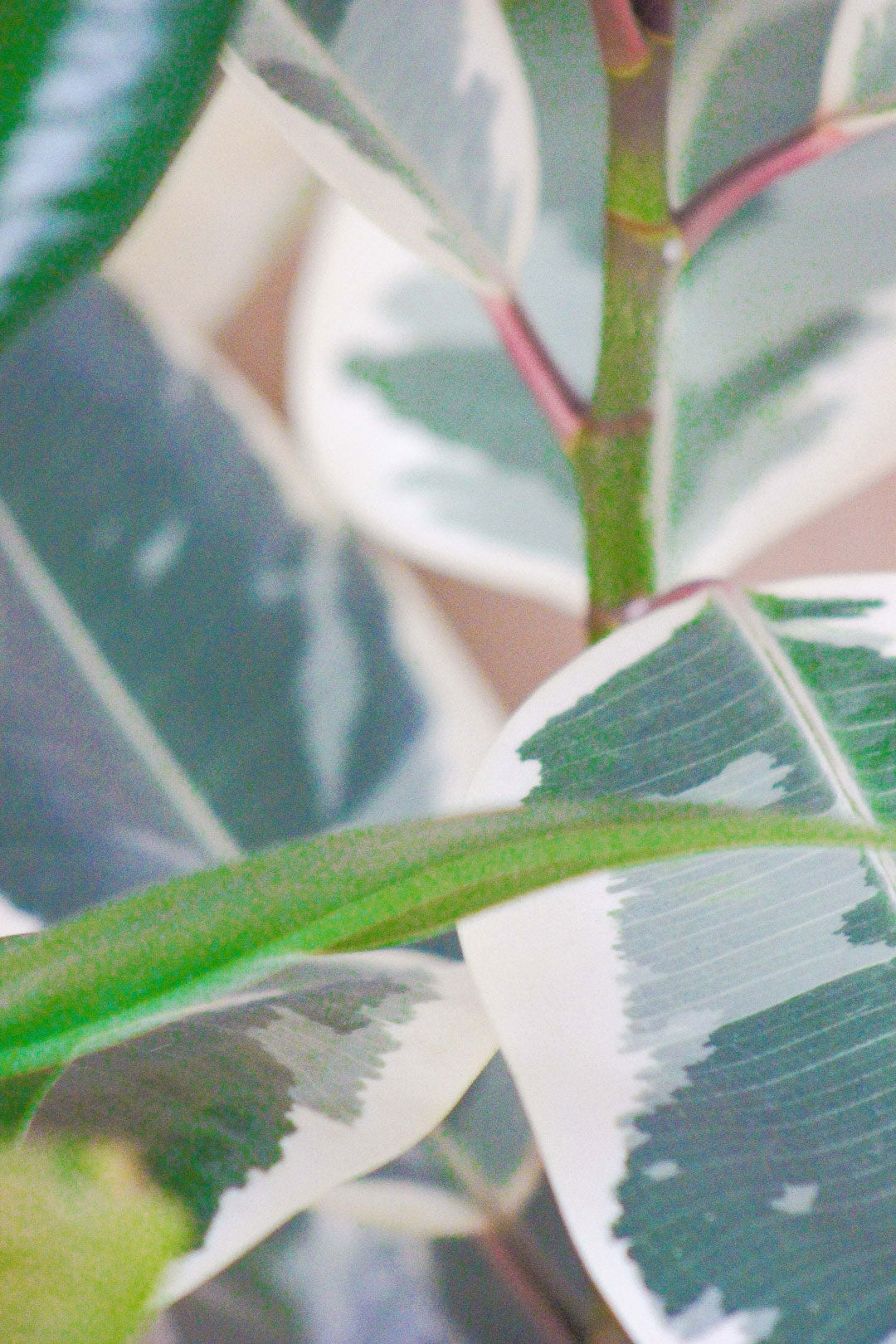 Ficus tineke, árvore da borracha, em vaso de barro, da loja de plantas e arquitetura paisagista, curae