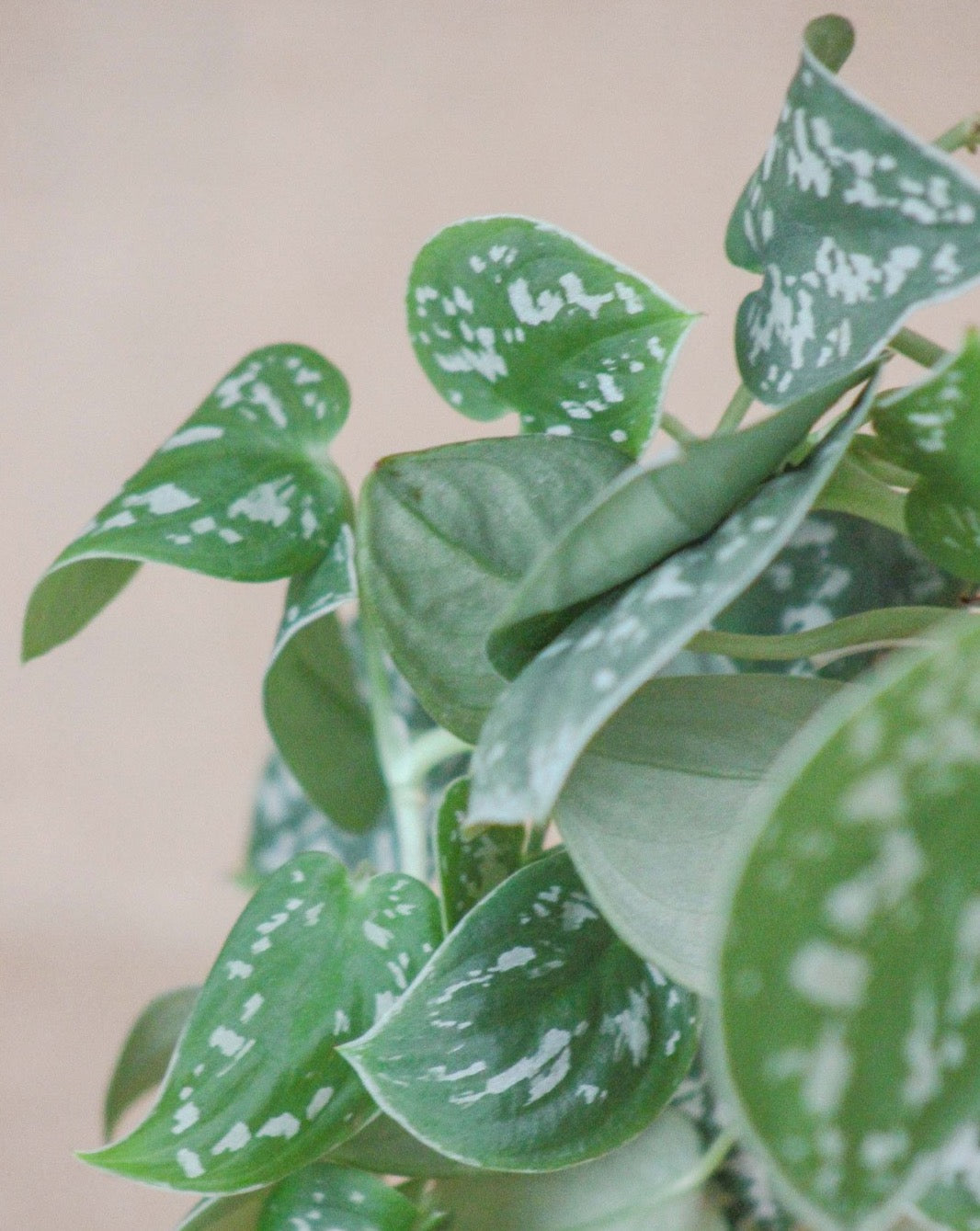 Scindapsus Pictus da loja de plantas online Lisboa, curae