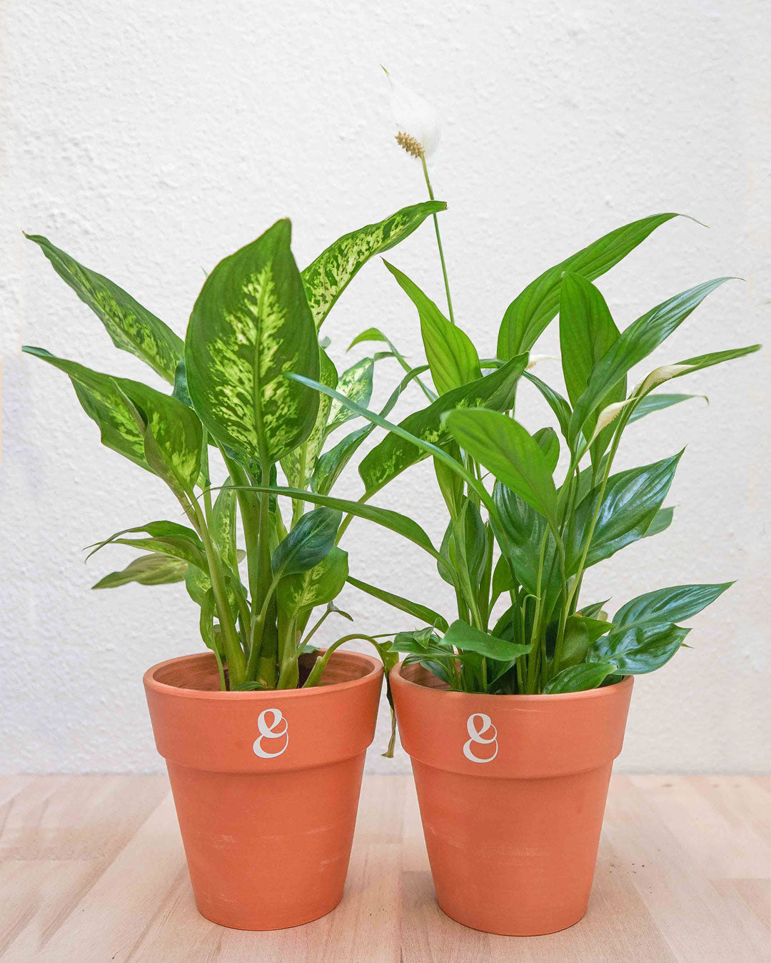 dieffenbachia e lírio da paz, spatiphillyum, da loja de plantas online curae