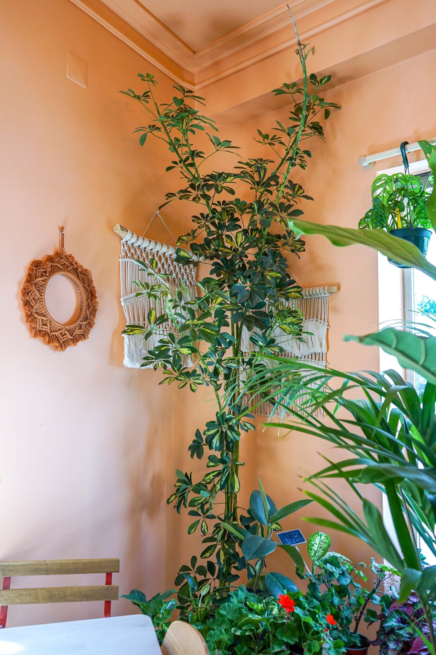 Schefflera, planta statement, planta de interior da loja online de plantas de lisboa, Curae