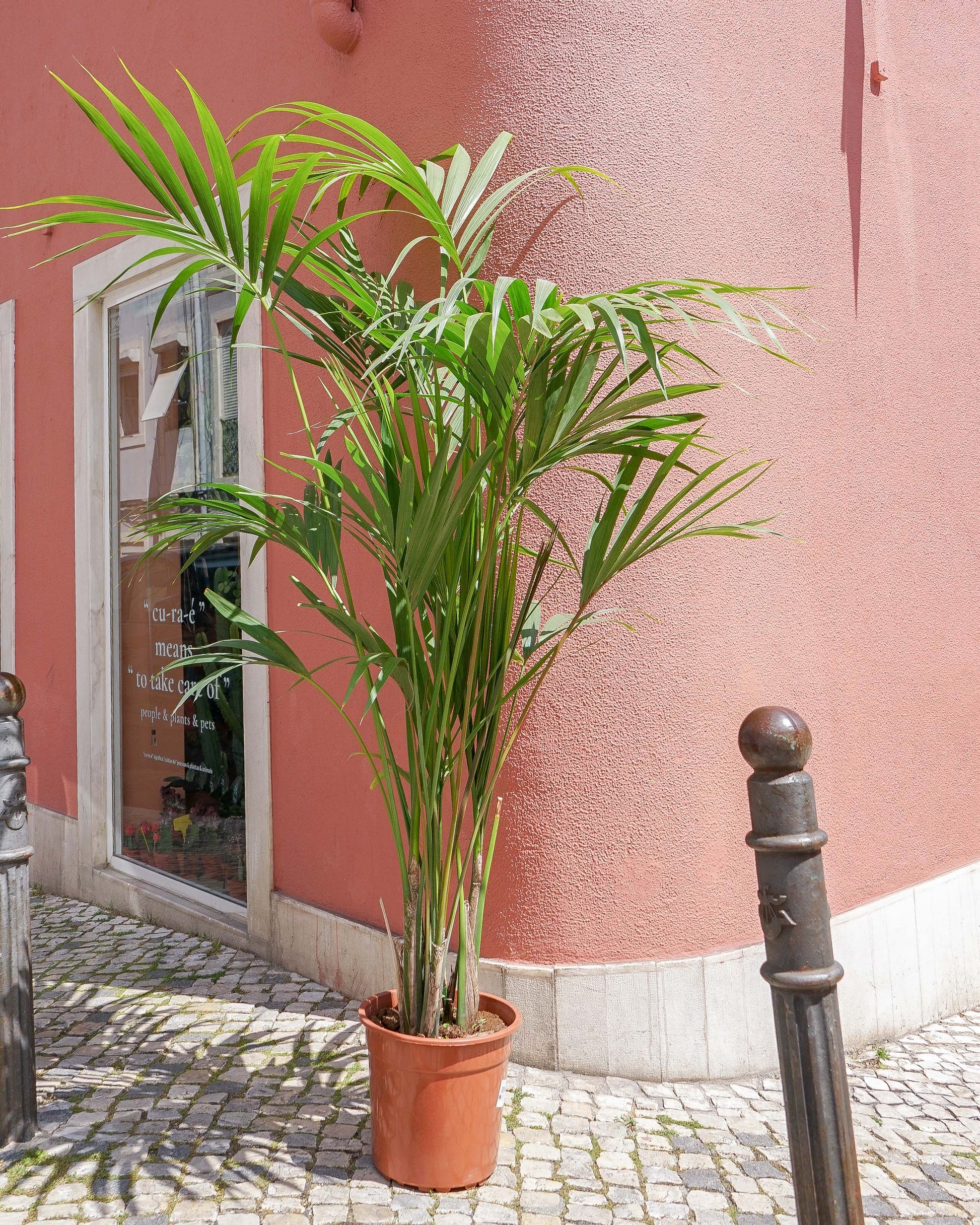 rapariga a segurar a planta kentia da loja de plantas em Alcântara, curae plantshop