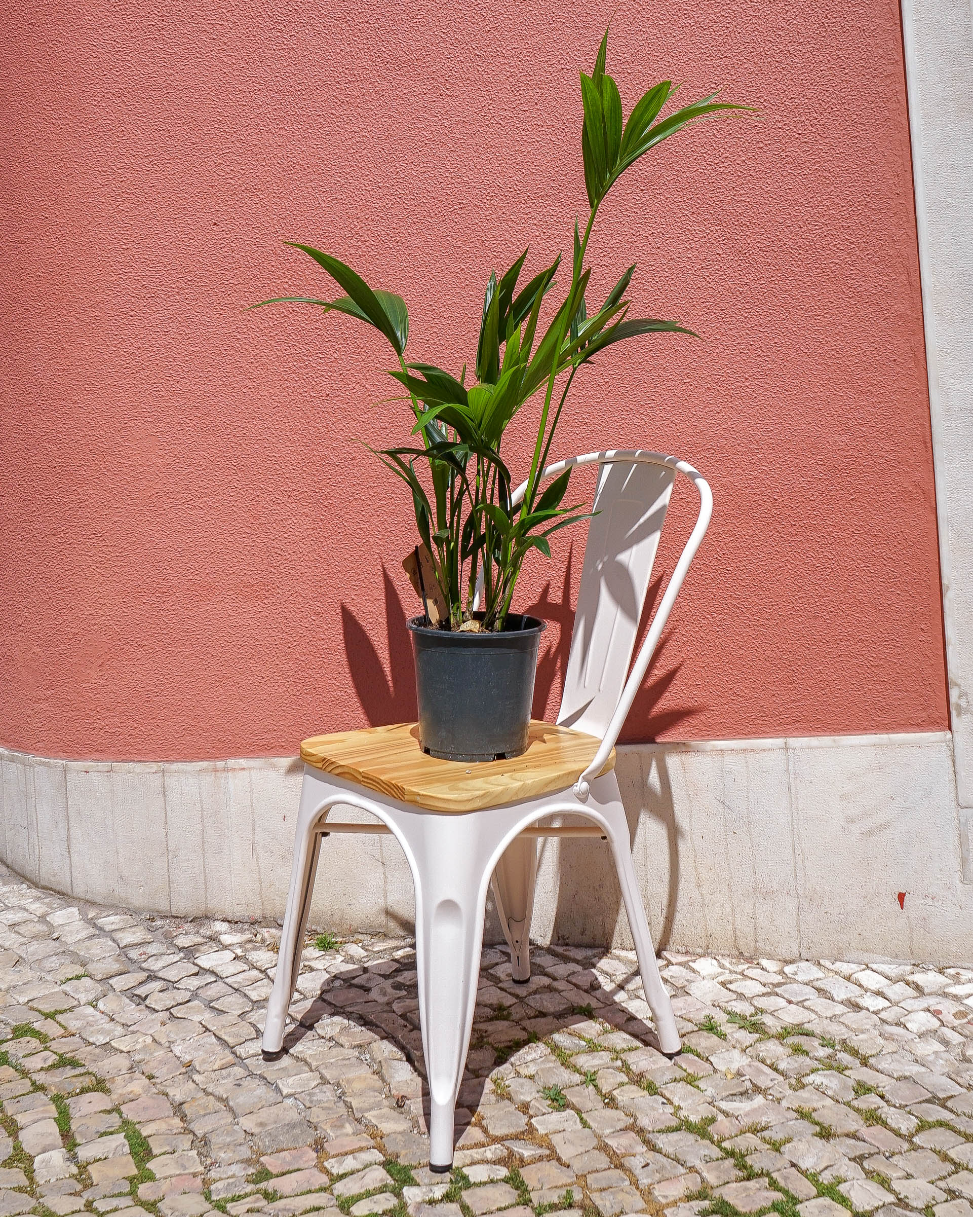 rapariga a segurar a planta kentia da loja de plantas em Alcântara, curae plantshop