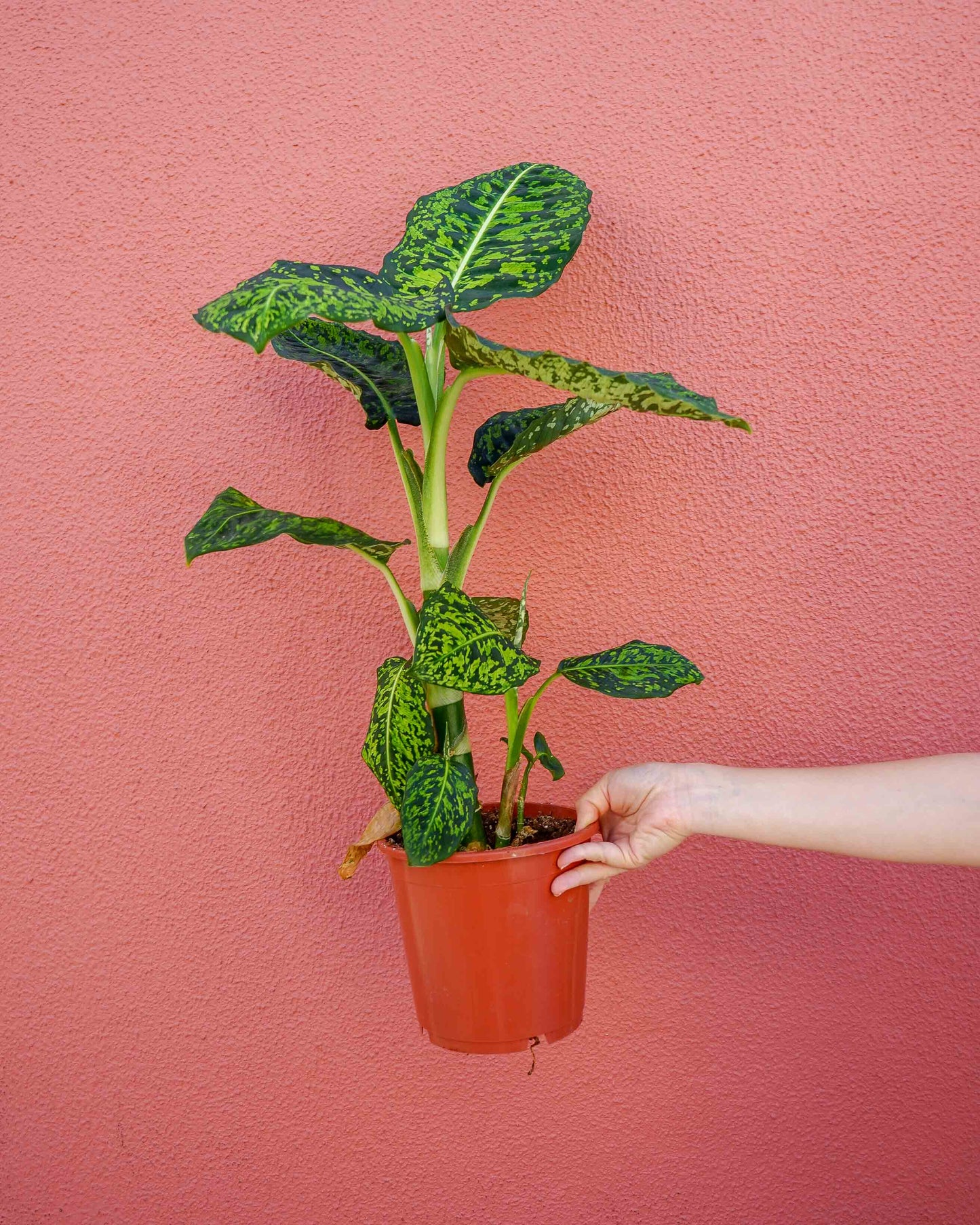 dieffenbachia reflector, planta de interior, da empresa especializada em paisagismo e design de interiores, curae