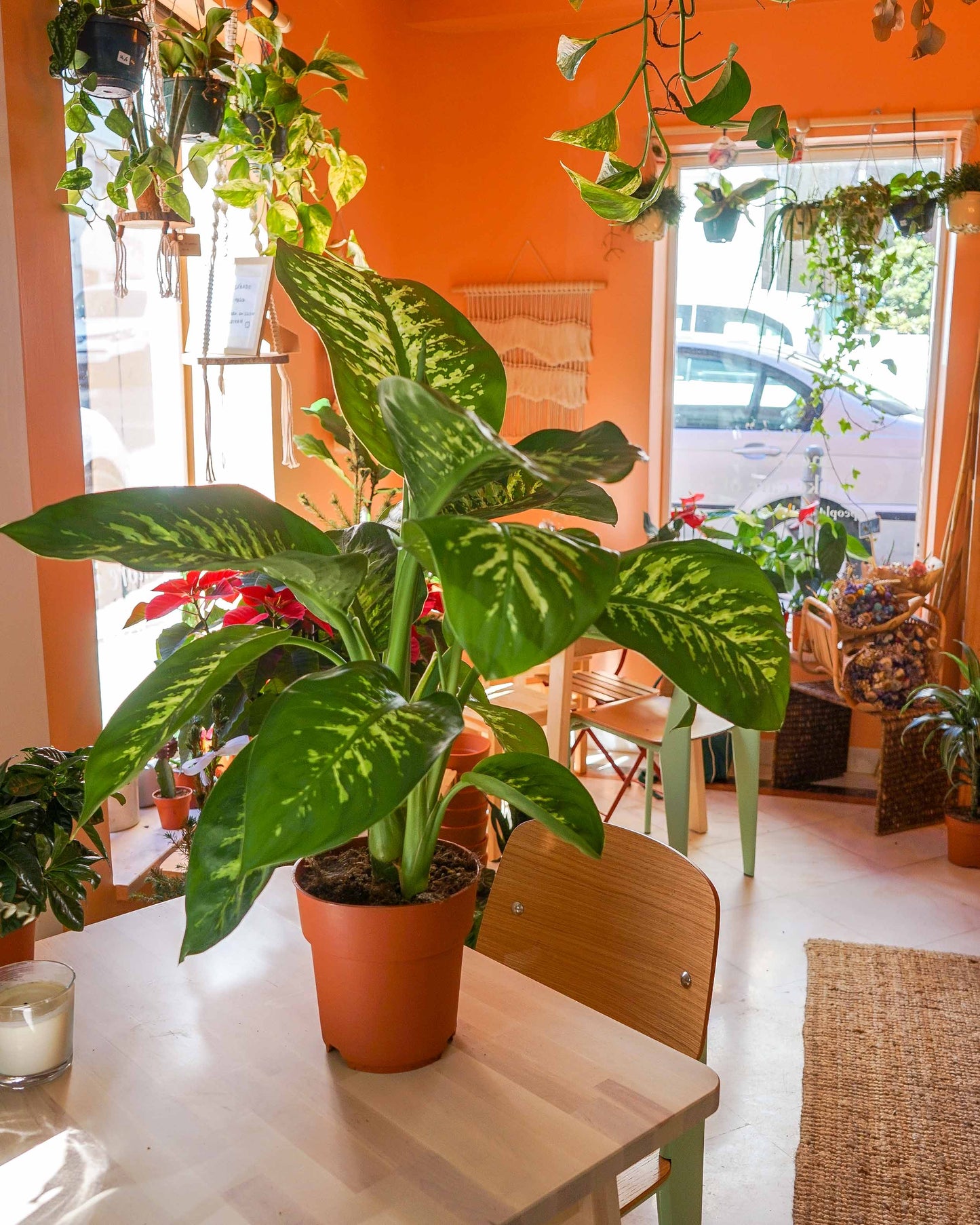 dieffenbachia tropic snow, planta de interior, da empresa especializada em paisagismo e design de interiores, curae