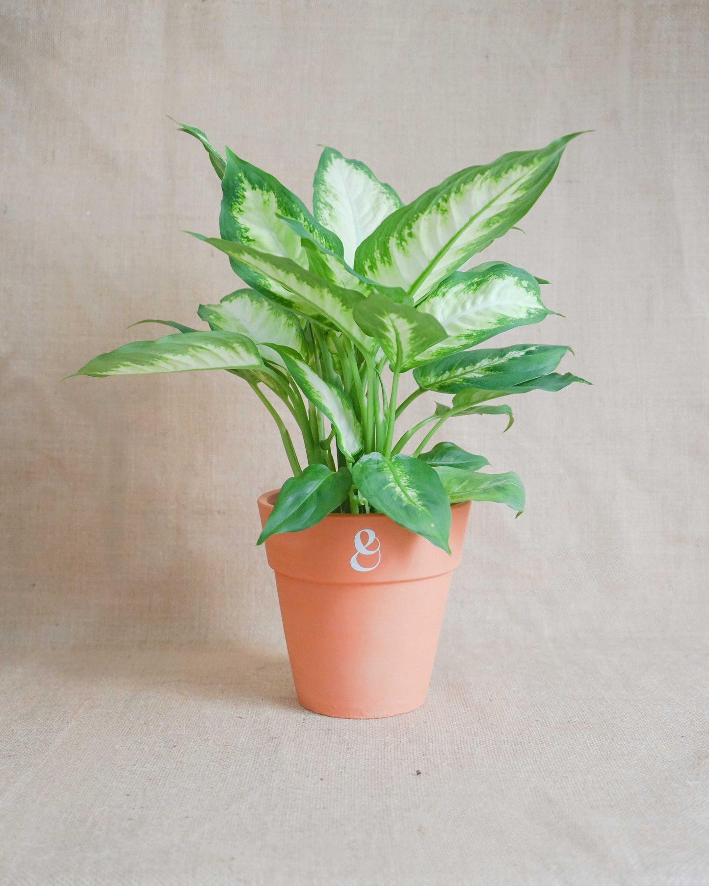 dieffenbachia, comigo ninguém pode, planta de interior, da empresa especializada em paisagismo e design de interiores, curae