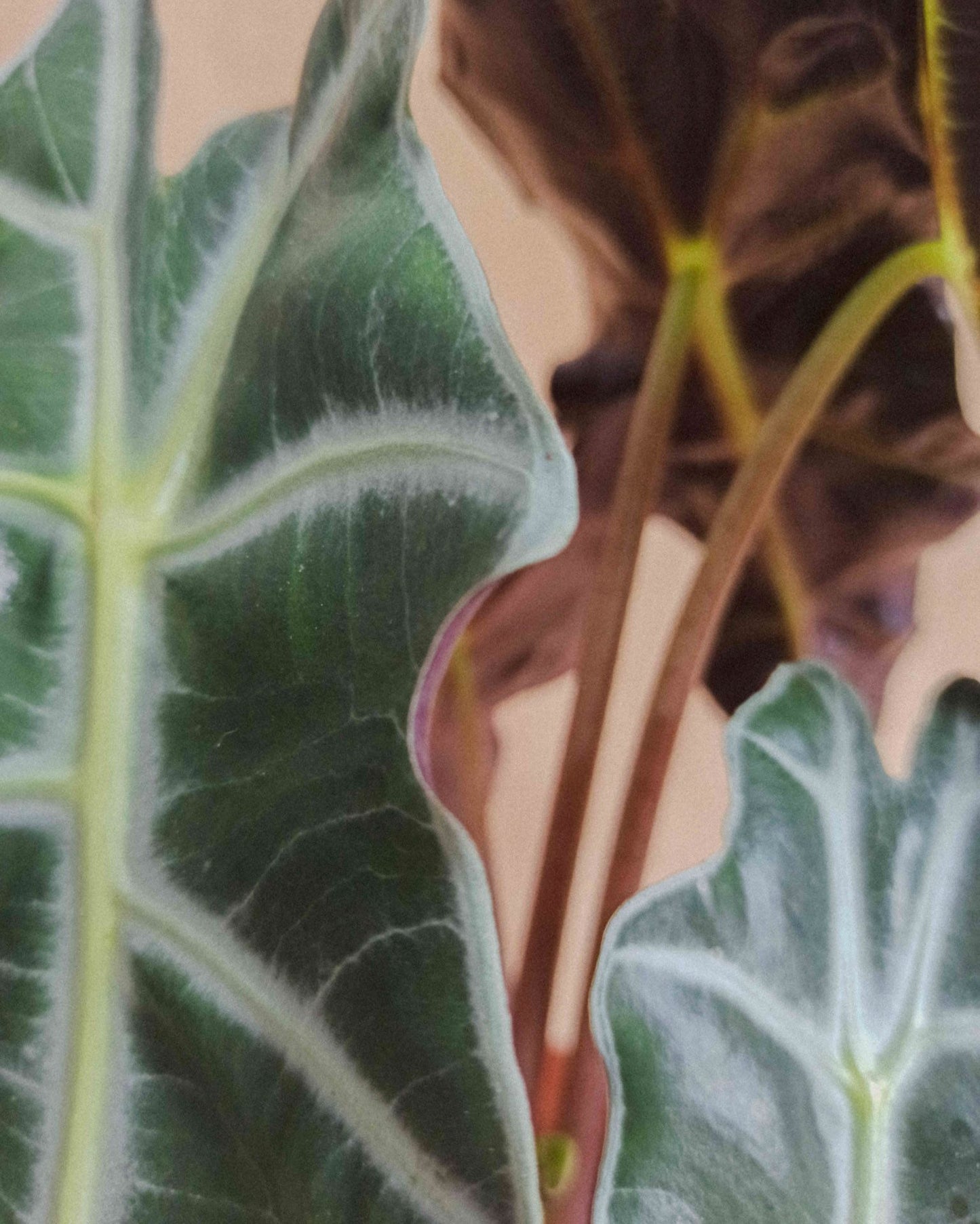 alocasia polly em vaso de barro da loja de plantas online curae