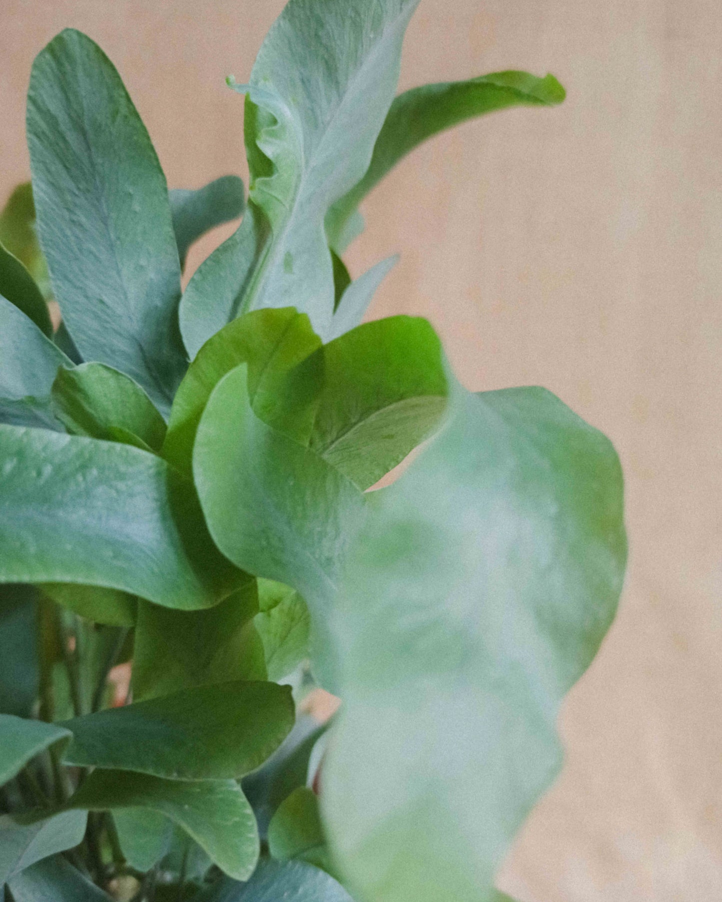 Phlebodium Aureum, planta de interior, feto blue star em vaso de barro, da empresa especializada em garden design e plant styling, curae