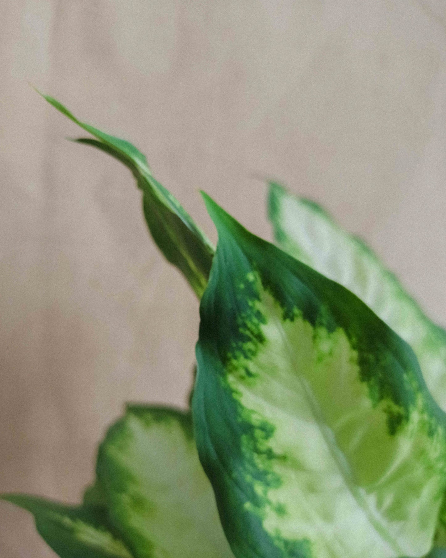 dieffenbachia, comigo ninguém pode, planta de interior, da empresa especializada em paisagismo e design de interiores, curae