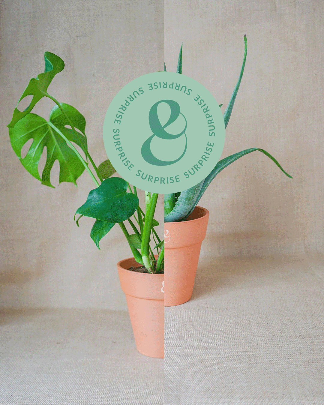 conjunto de duas plantas surpresa da curadoria da loja de plantas curae