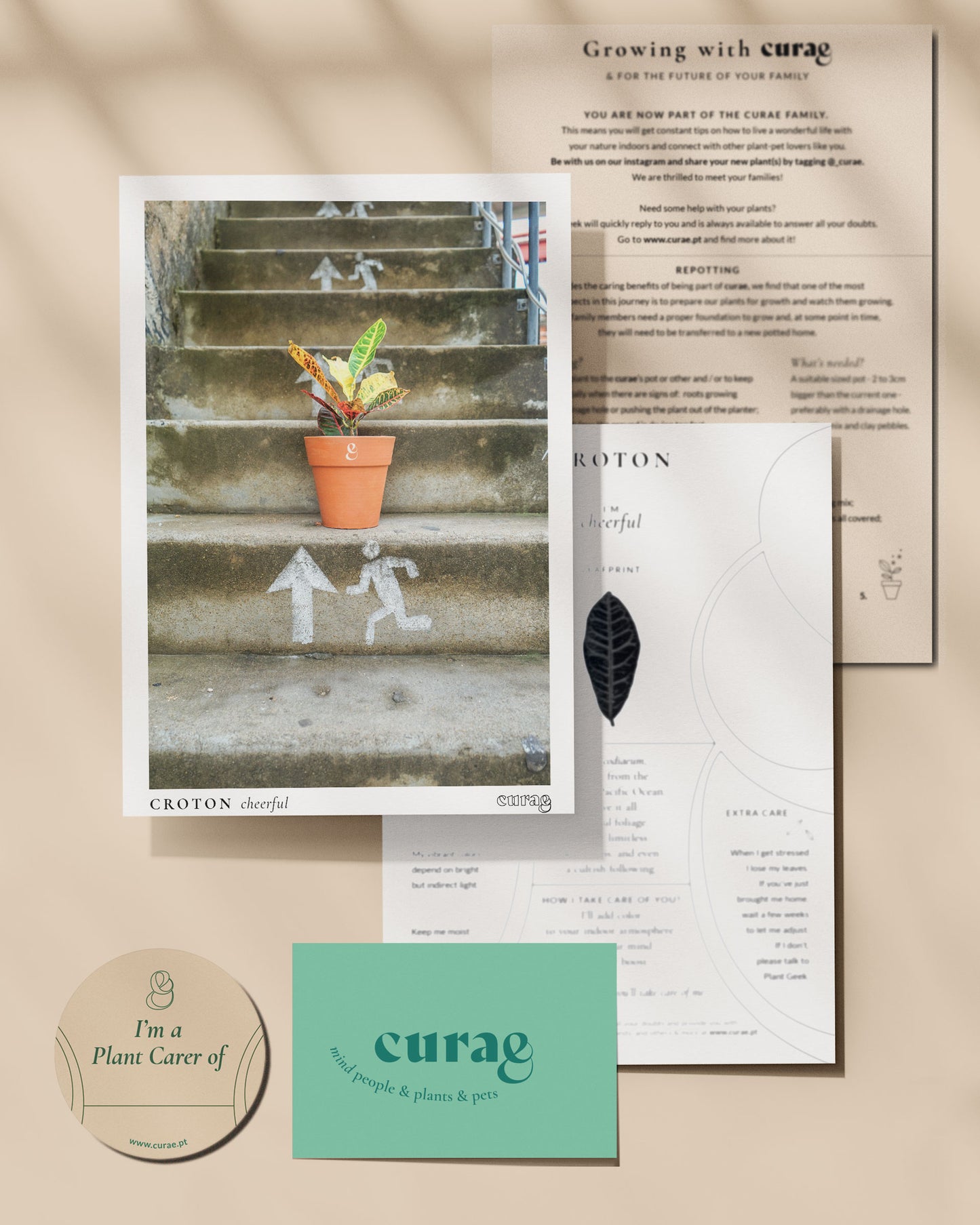 Conjunto 8 Plantas de Interior - Gratidão