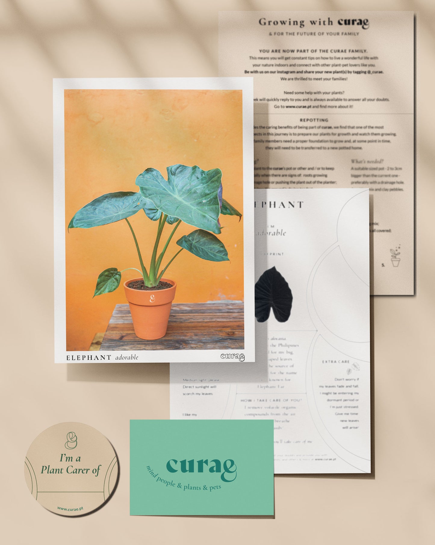 alocasia polly em vaso de barro da loja de plantas online curae