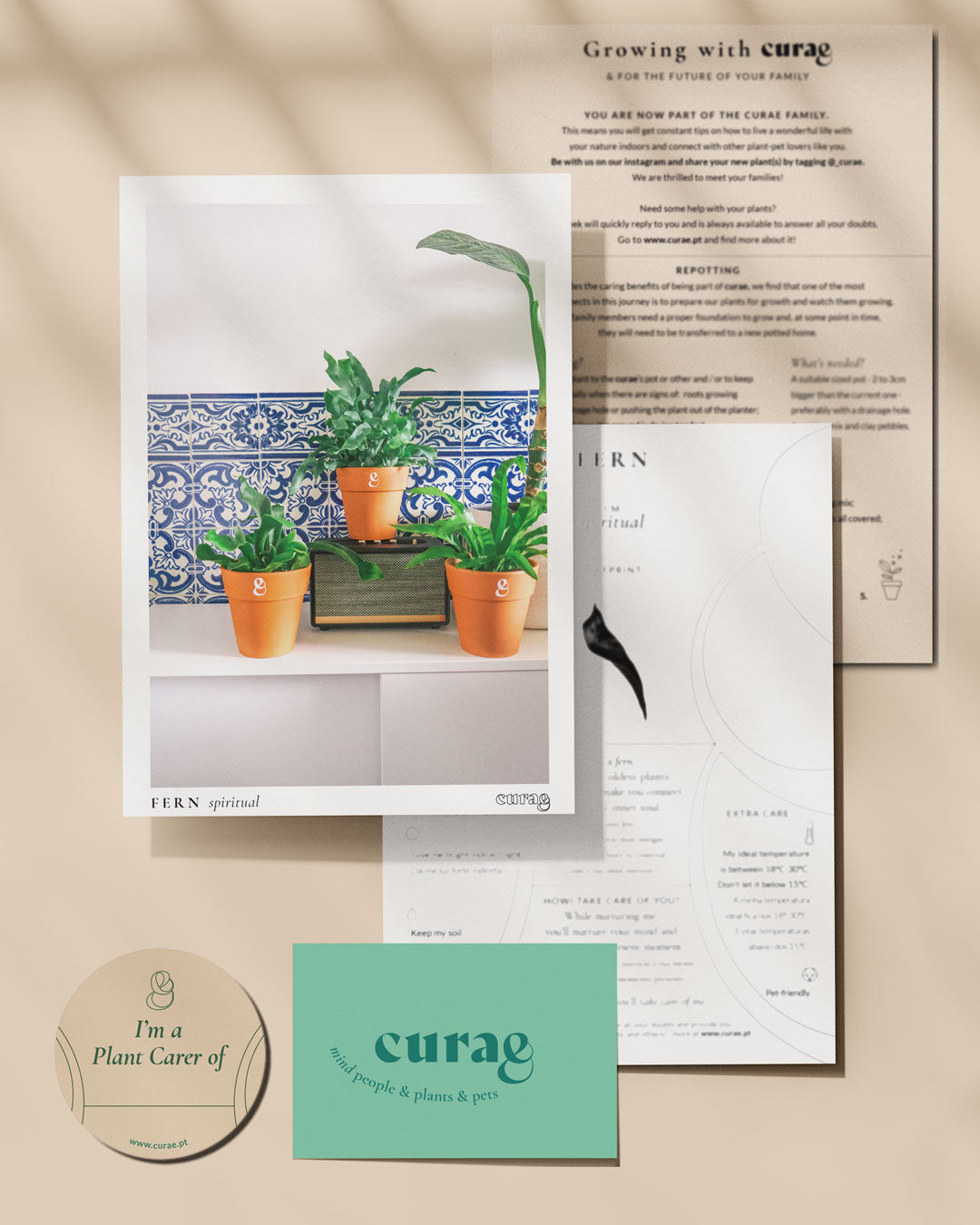 planta de interior, feto platycerium bifurcatum, em vaso de barro, da empresa especializada em garden design e plant styling, curae