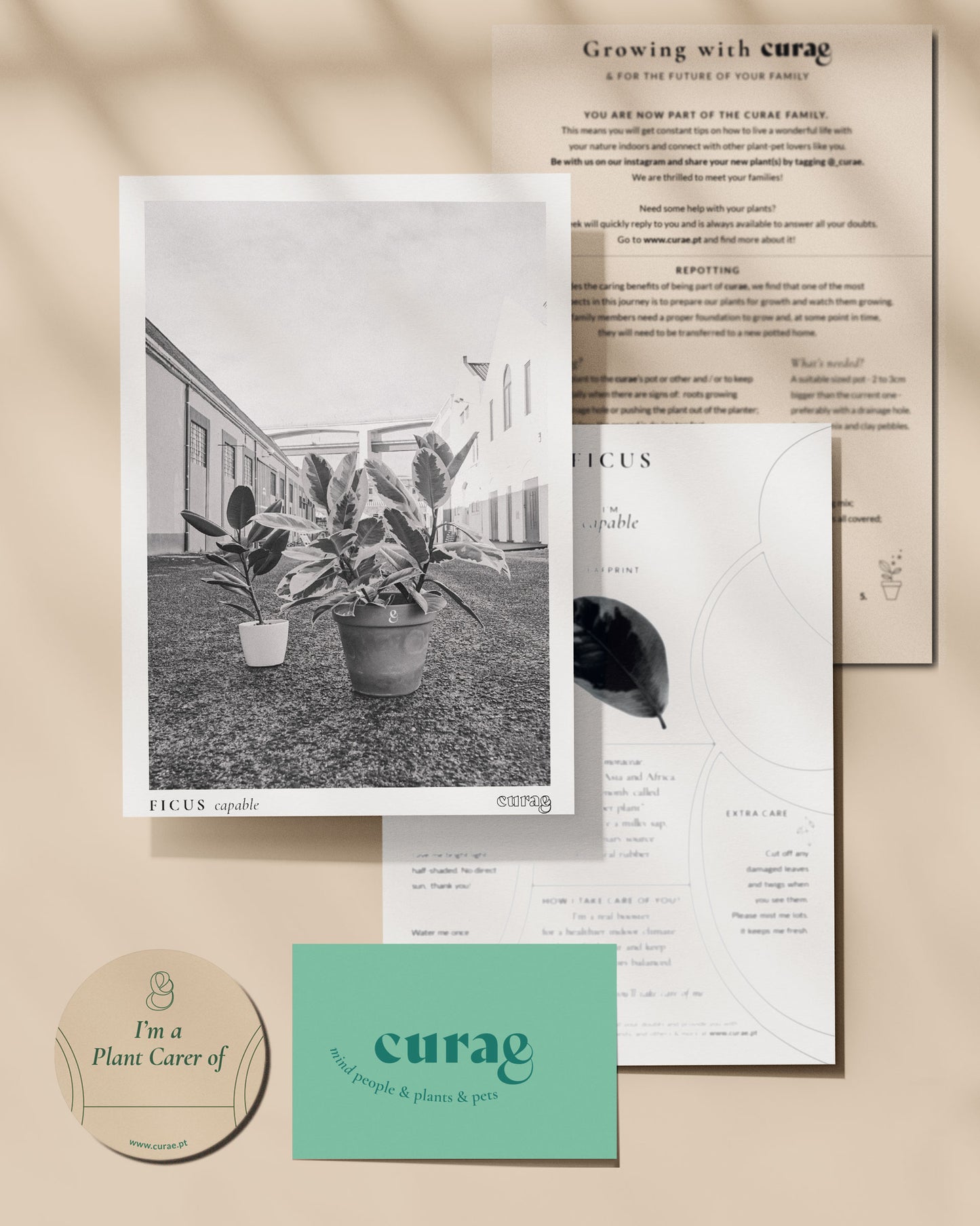 Ficus, árvore da borracha, em vaso de barro, da loja de plantas e arquitetura paisagista, curae Edit alt text