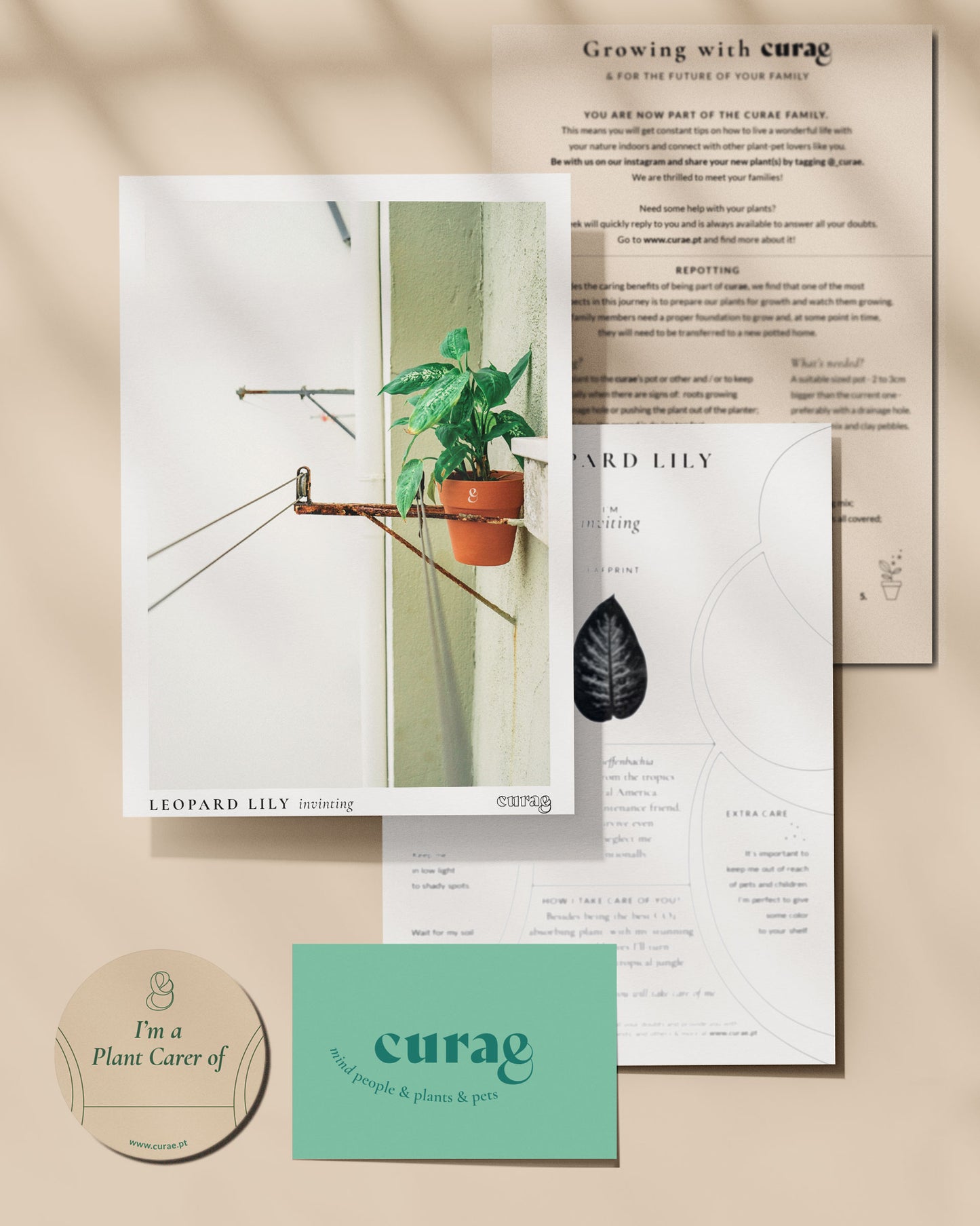 dieffenbachia, comigo ninguém pode, planta de interior, da empresa especializada em paisagismo e design de interiores, curae
