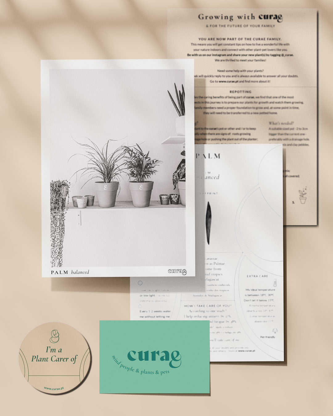 Palmeira Areca, uma chamaedorea elegans, em vaso de barro da loja de plantas online curae Edit alt text