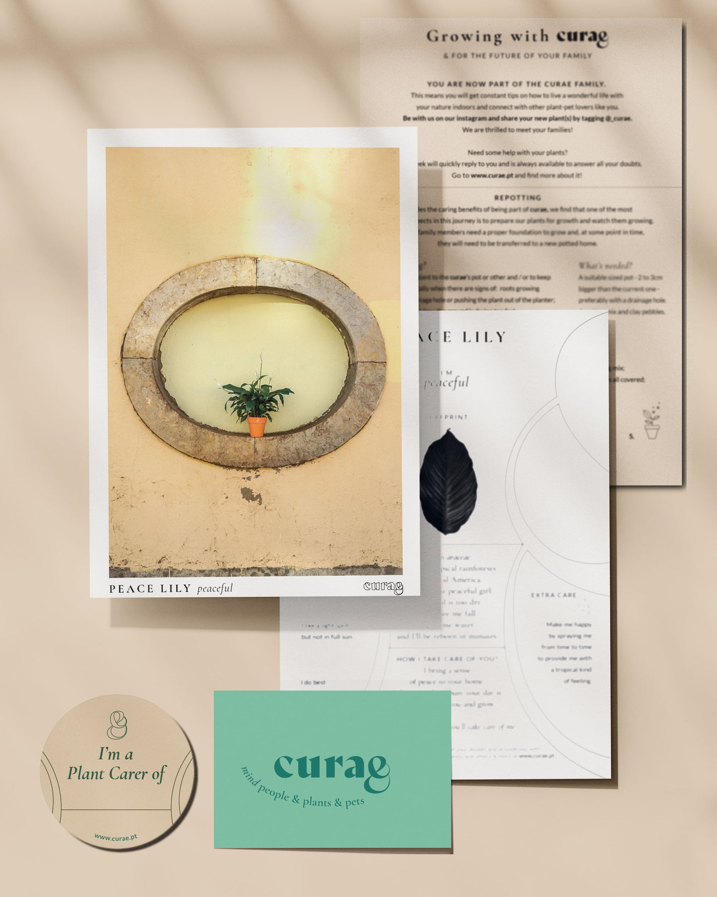 Lírio da Paz, planta de interior da loja online de plantas de lisboa, Curae, conhecido por Spathiphyllum