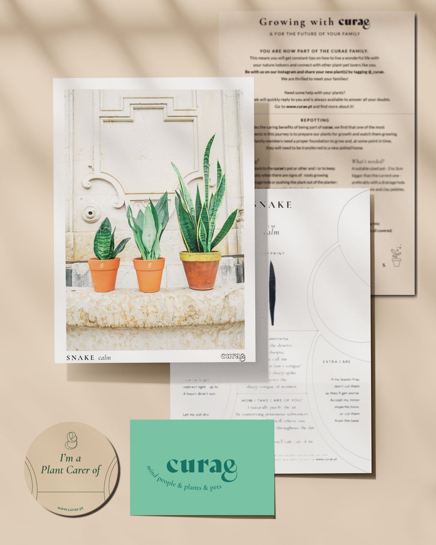 Conjunto 8 Plantas de Interior - Confiança