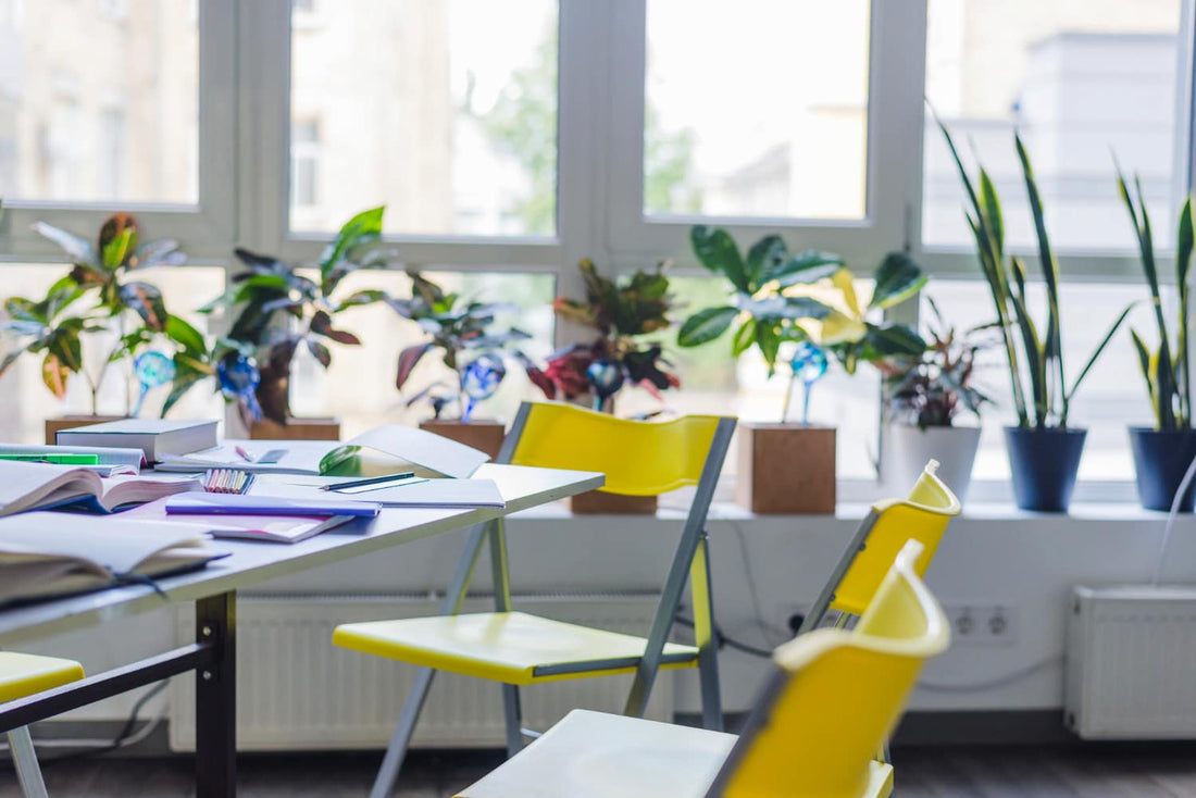 Plantas em sala de aula