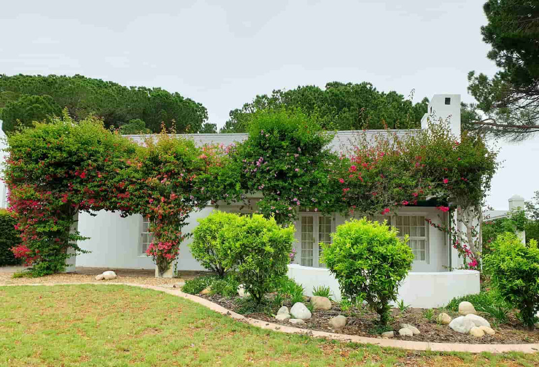 Começar um Jardim na Primavera: Passo a Passo para Iniciantes