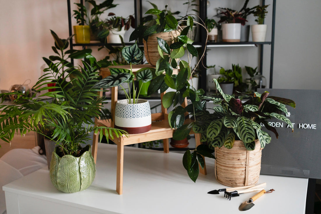 Decoração com plantas estilo urban jungle