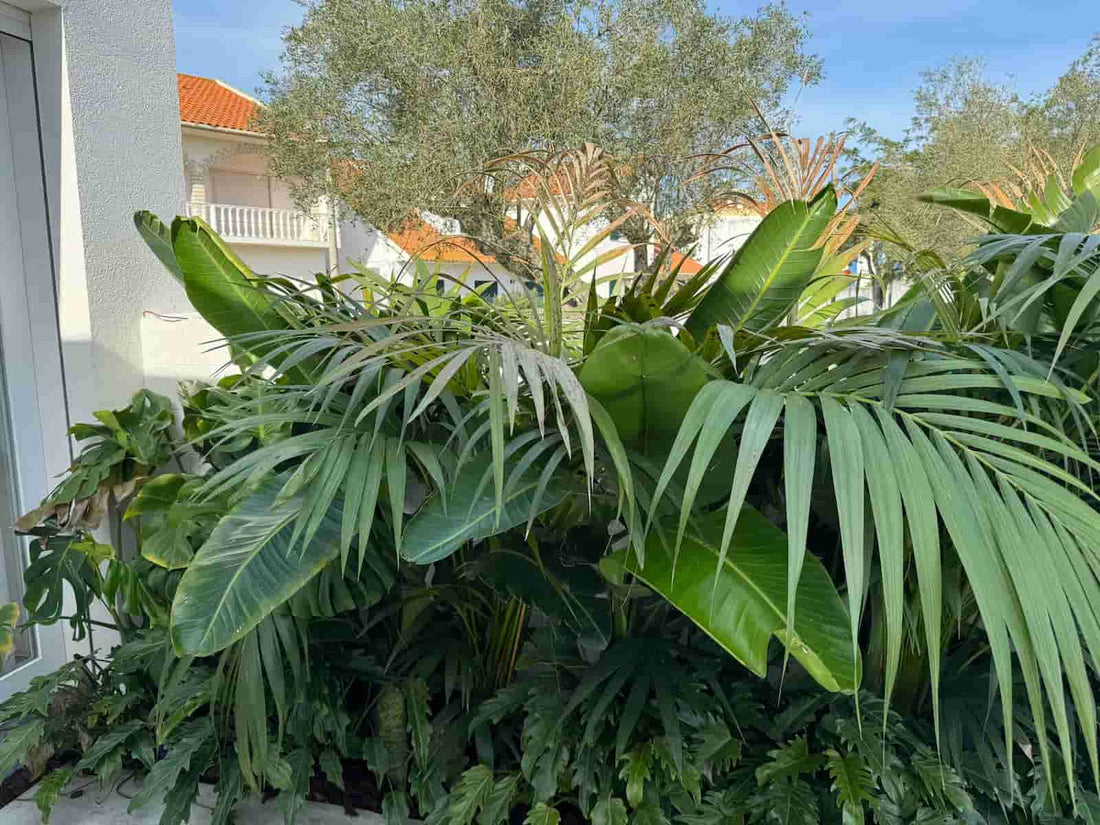 Jardim Tropical com Strelitzia nicolae e Howea forsteriana