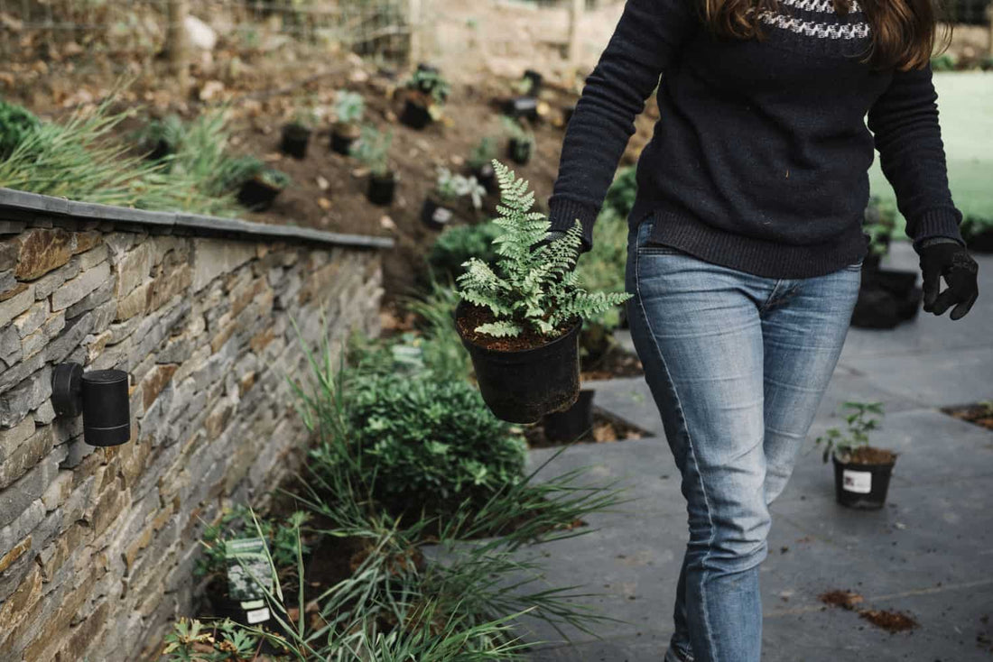 Jardins de Baixa Manutenção: Verde Sem Complicações
