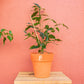 planta de interior, ficus Benjamina, da empresa especializada em garden design e plant styling, curae  Edit alt text