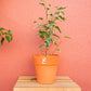 Ficus benjamina variegata, em vaso de barro personalizado, da loja de plantas online, curae