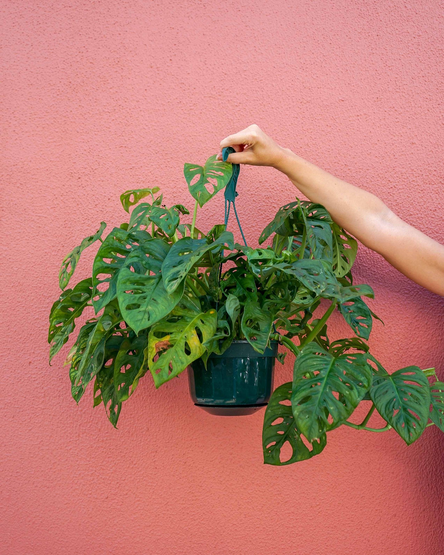 viplant oeiras monstera andasonii