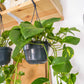 planta de interior, epipremnum aureum, planta pendente, da empresa especializada em garden design e plant styling, curae