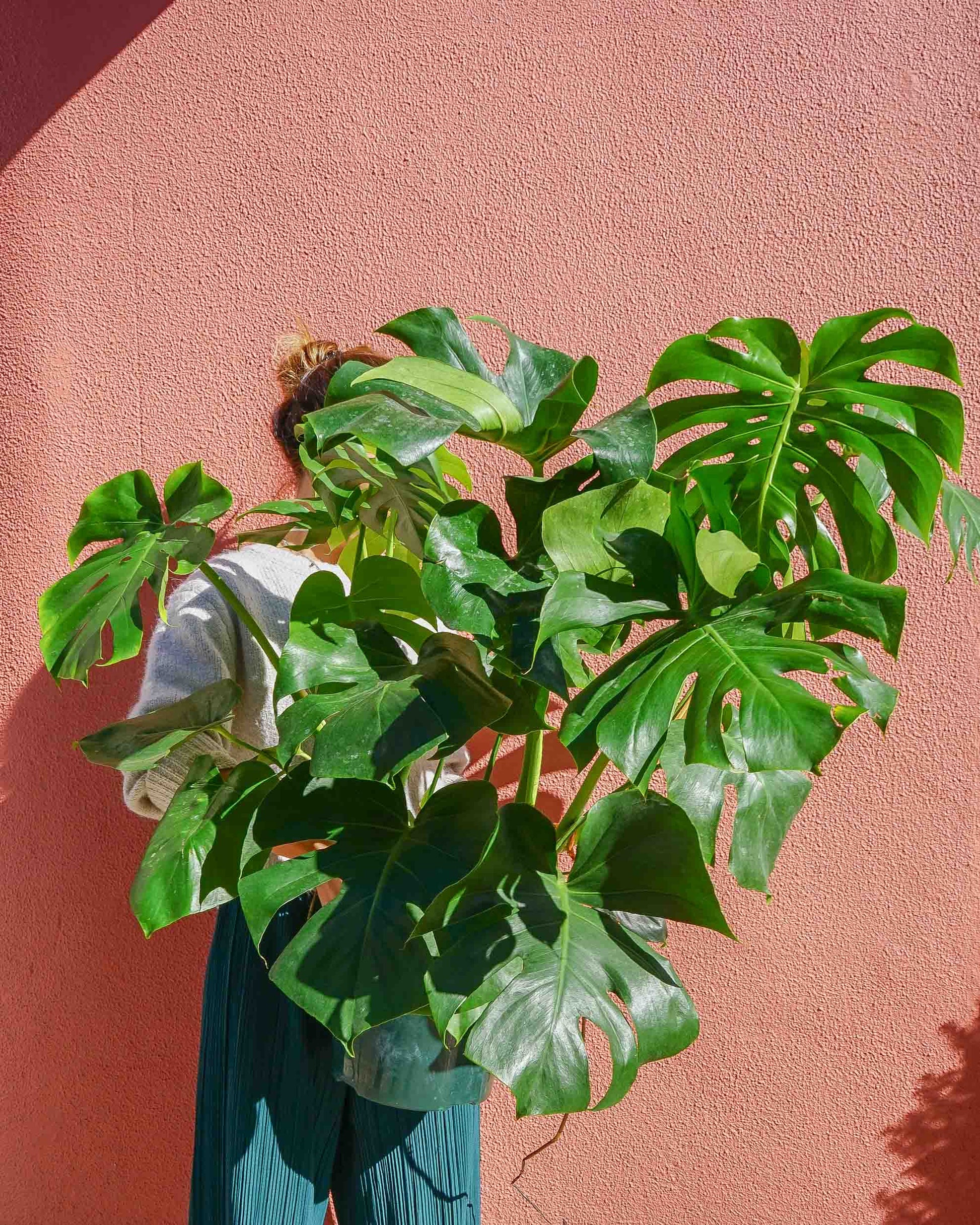 monstera deliciosa grande da loja de plantas online curae, coleção plantas grandes