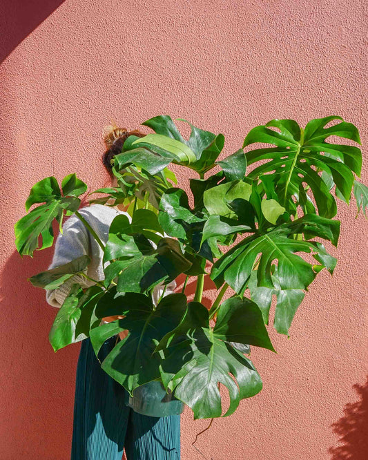 monstera deliciosa grande da loja de plantas online curae, coleção plantas grandes