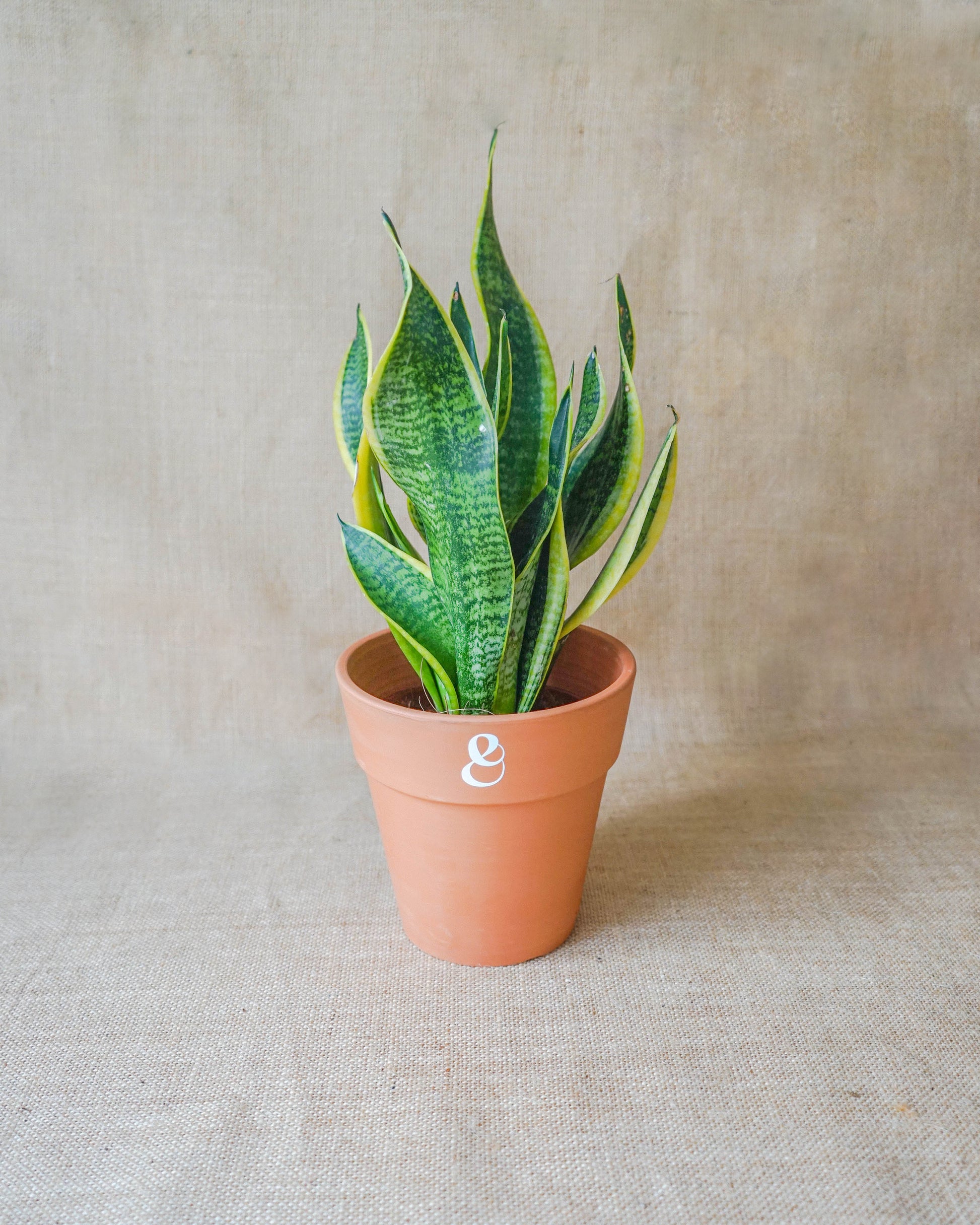 Sansevieria Laurenti, Snake Plant, espada de Santa Bárbara, planta de interior e planta de exterior, da loja online de plantas de lisboa, Curae