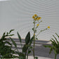 Tropical Clean & Minimalista / Sete Rios
