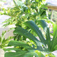 Tropical Clean & Minimalista / Sete Rios