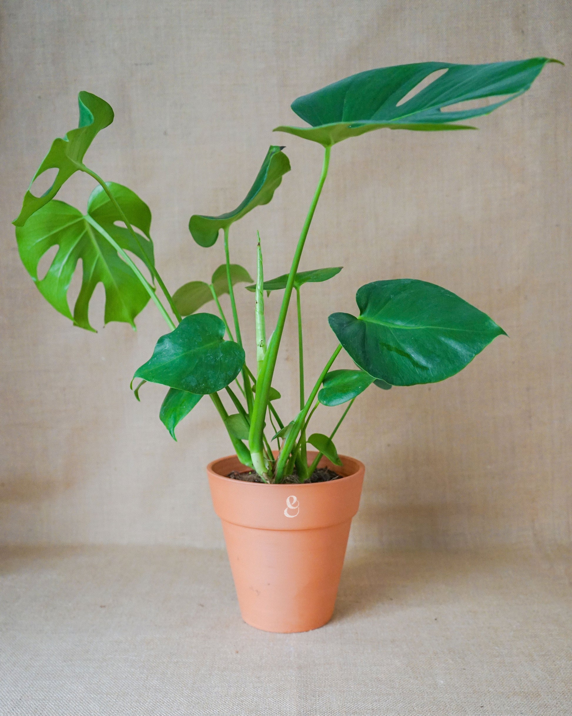 monstera deliciosa em vaso de barro, da loja de plantas em lisboa curae