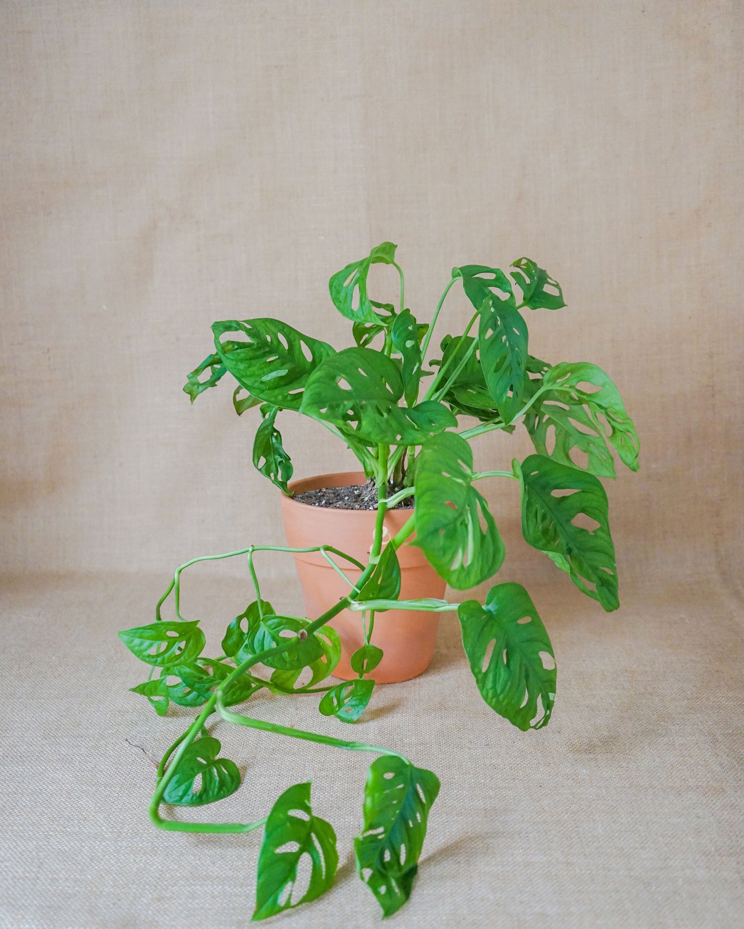 monstera andasoni, conhecida como monstera monkey ou cheese/queijo, da loja de plantas em lisboa curae