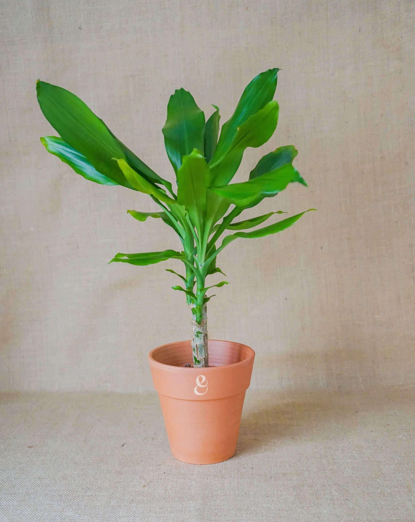 plantas-interior-zamioculcas-croton-codiaeum-dracaena-philodendron