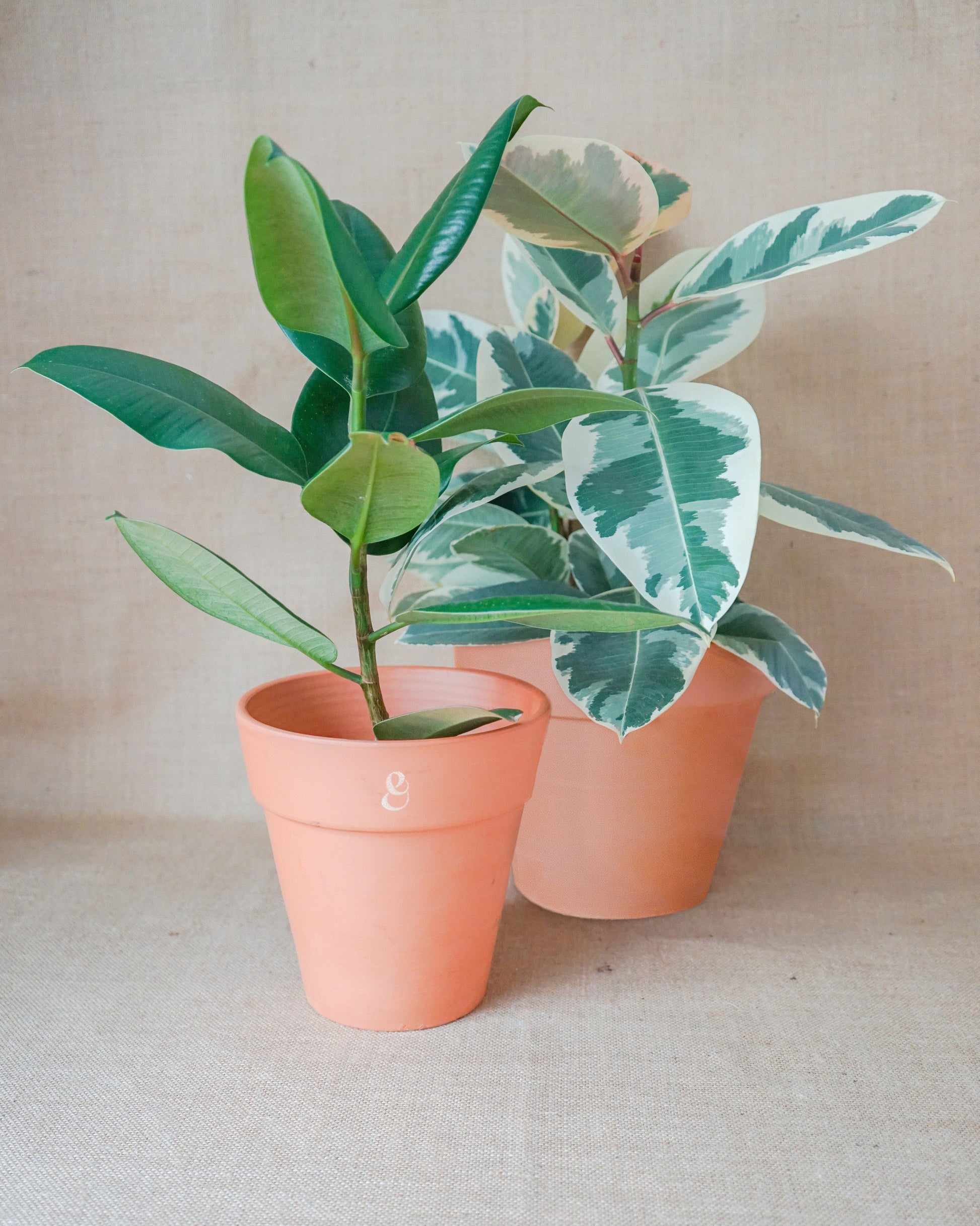 melhores-plantas-interior, ficus robusta, árvore da borracha