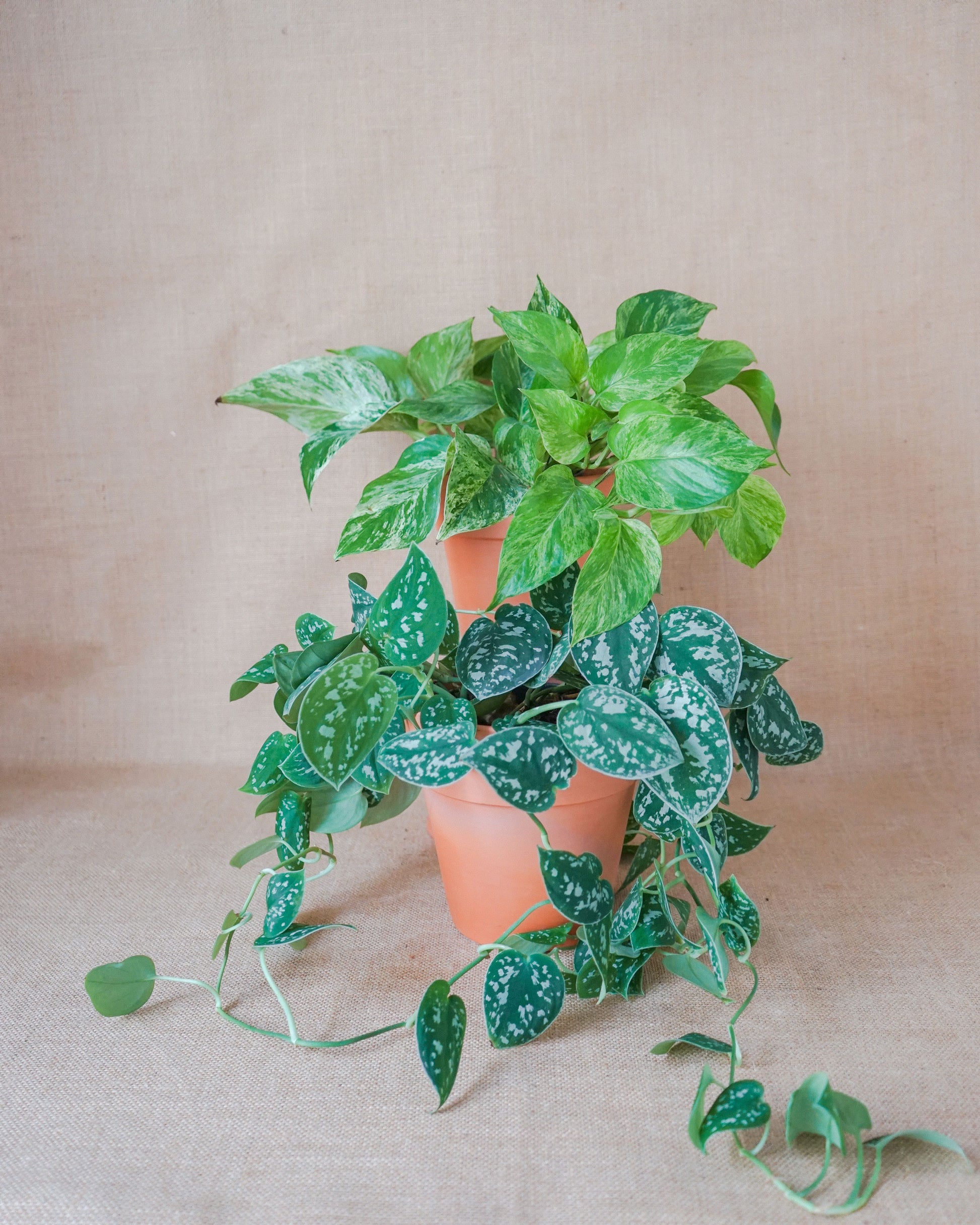 plantas feng shui da loja de plantas online curae, aqui um scindapsus marble queen e um scindapsus pictus